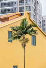 Palm tree in front of a yellow building.