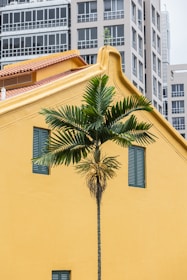 Palm tree in front of a yellow building.