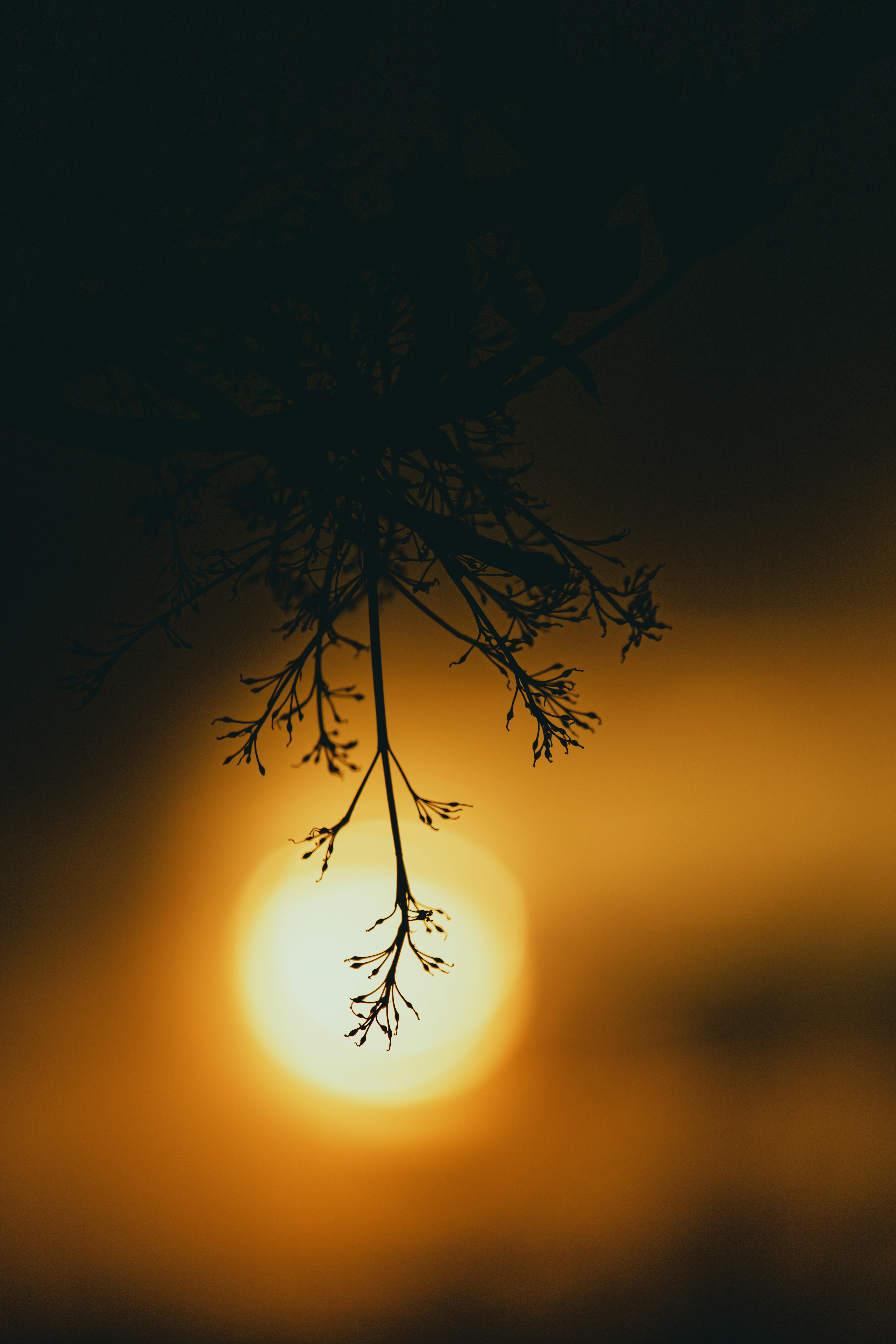 A plant silhouette against a sunset glow.