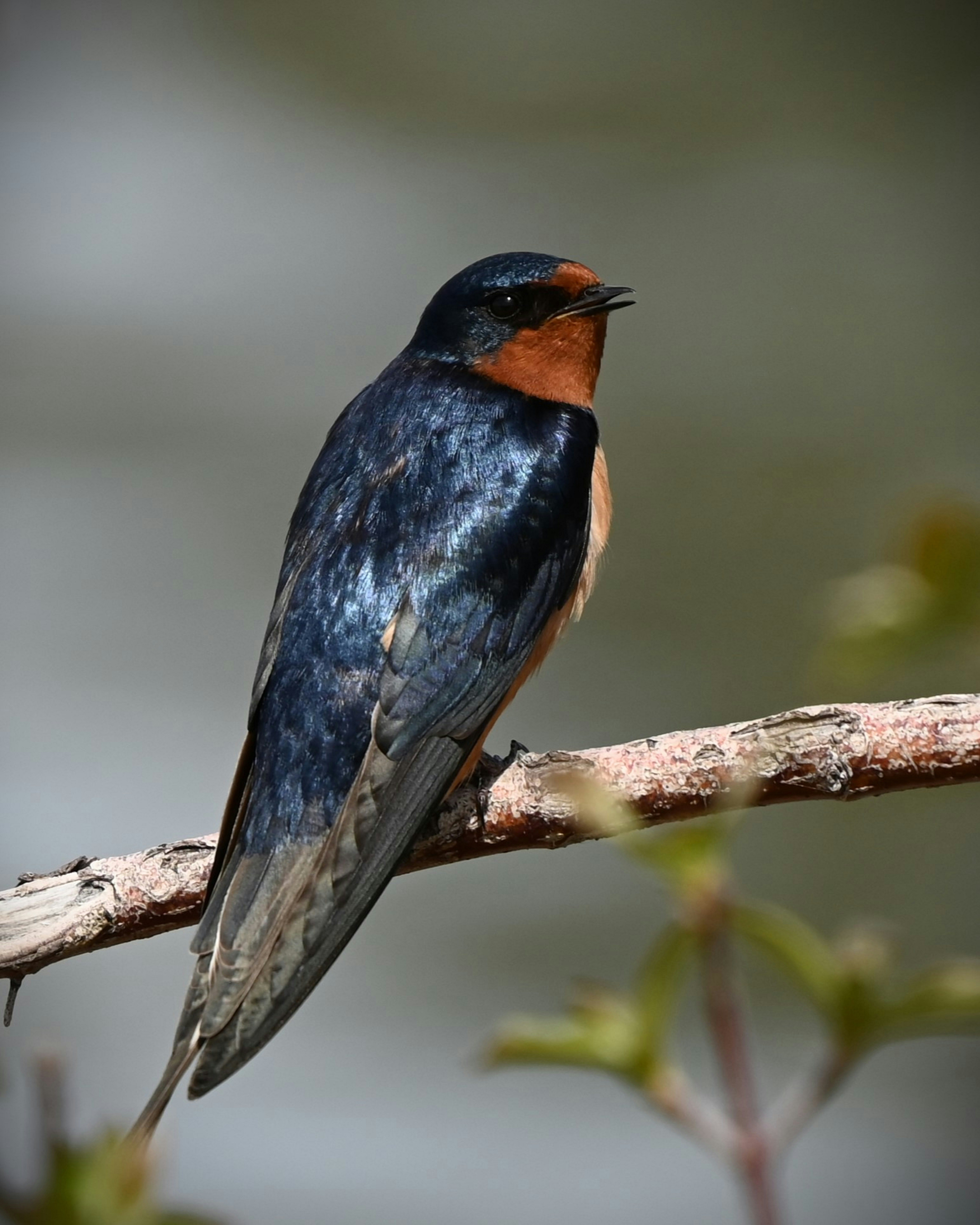 木の枝に座っている鳥の写真 – Unsplashの動物の無料画像