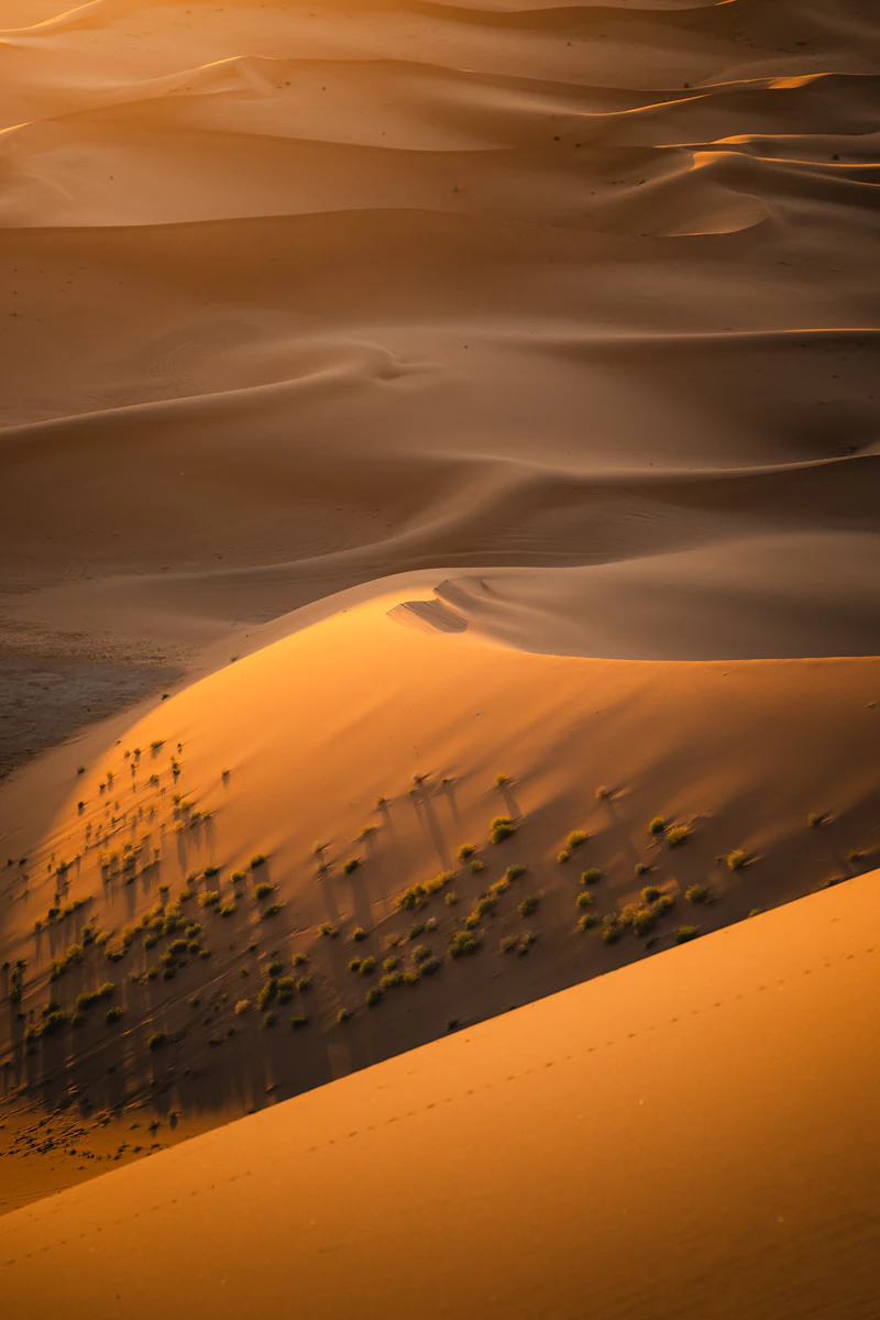 Olibanum — sourcing and production process