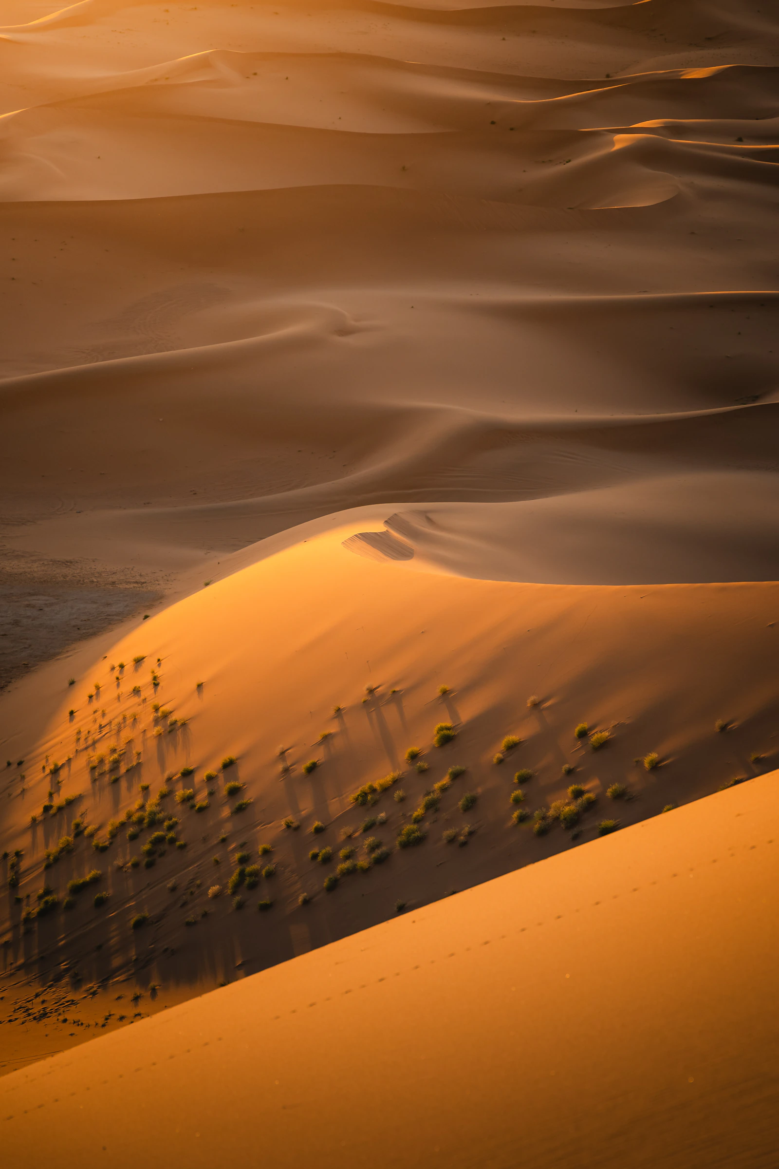 Desert dunes at sunrise, Middle East