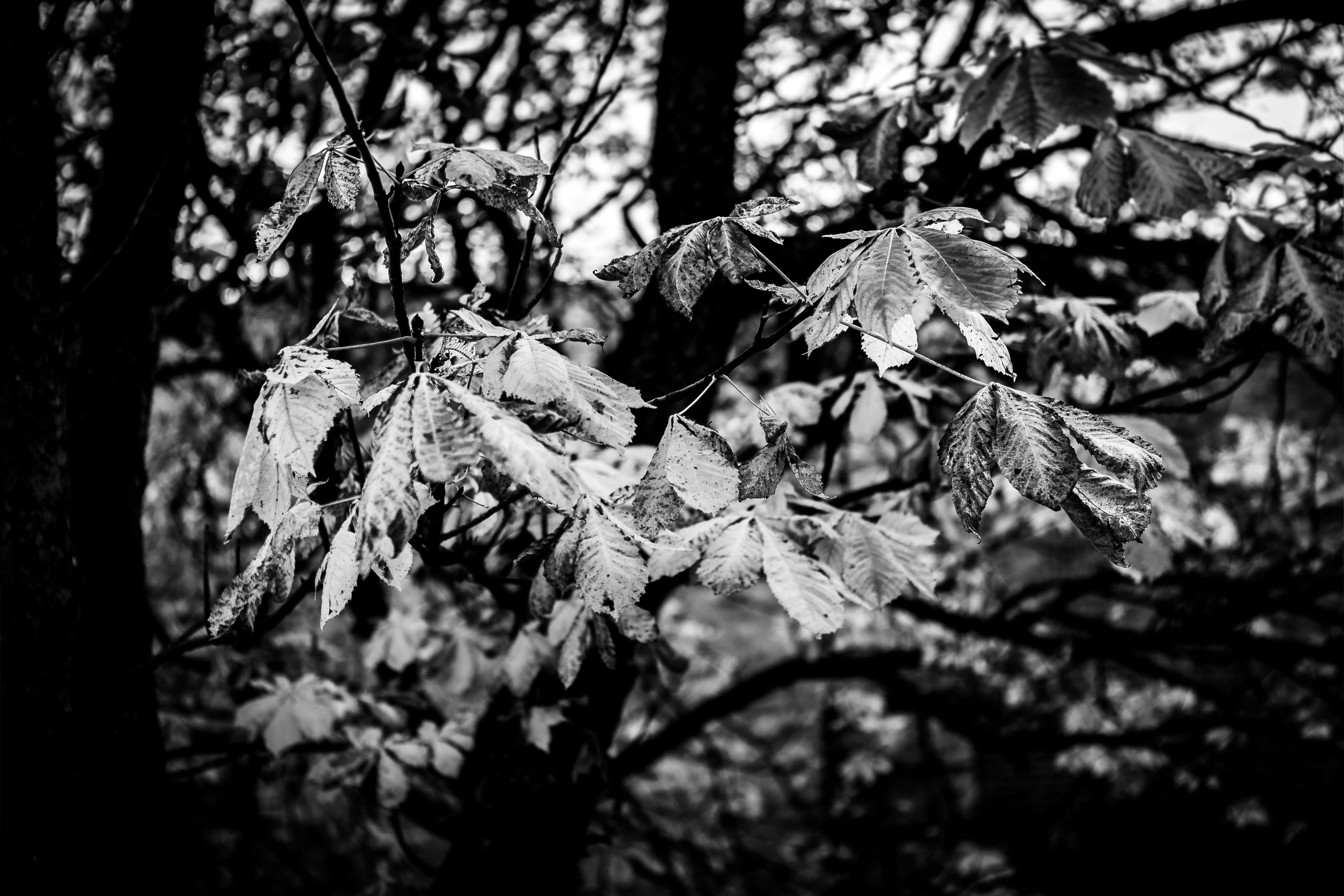 Leaves on a tree branch in monochrome.