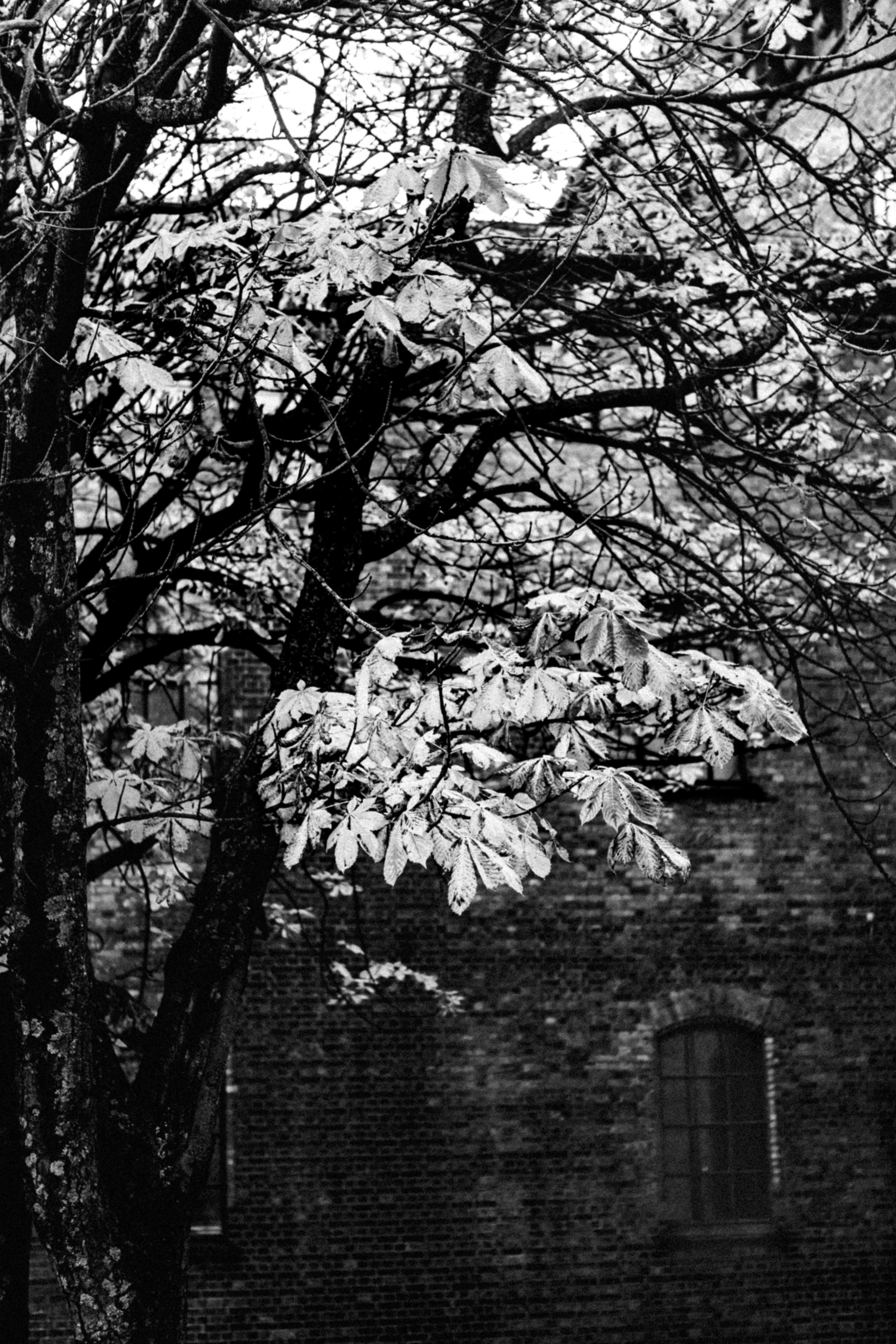 Tree branches and leaves in front of a brick building.