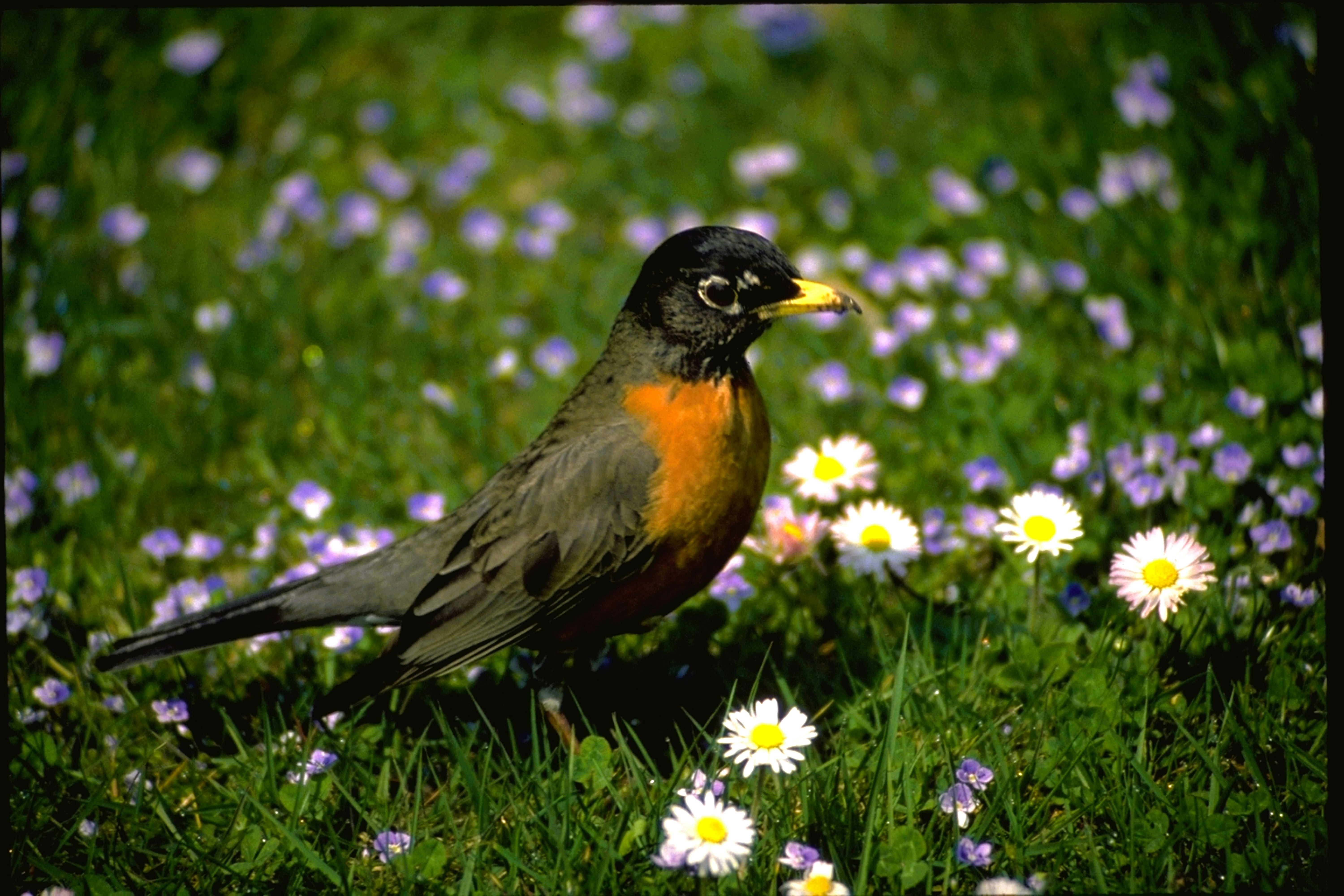 8 Bird Feeding Tips for Choosing Native Plants