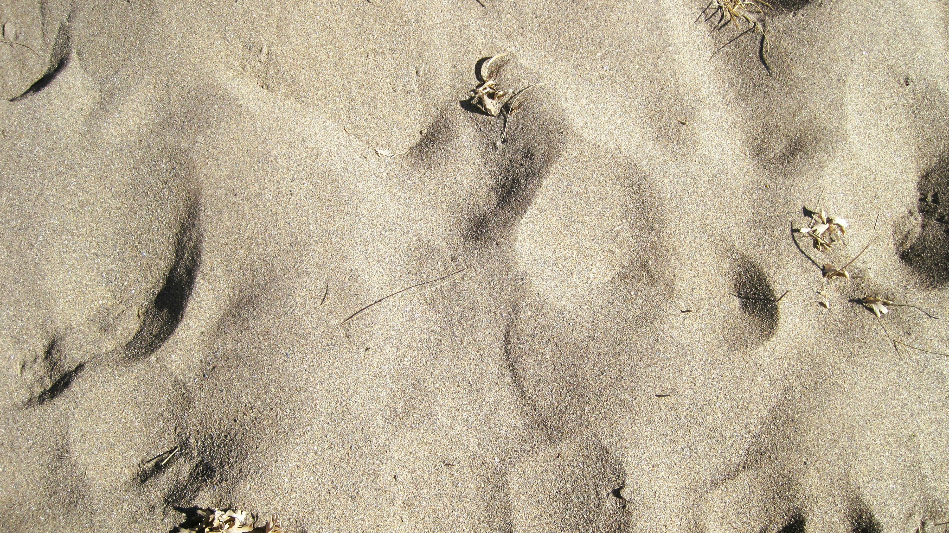 Close-up of textured sand with several indentations.