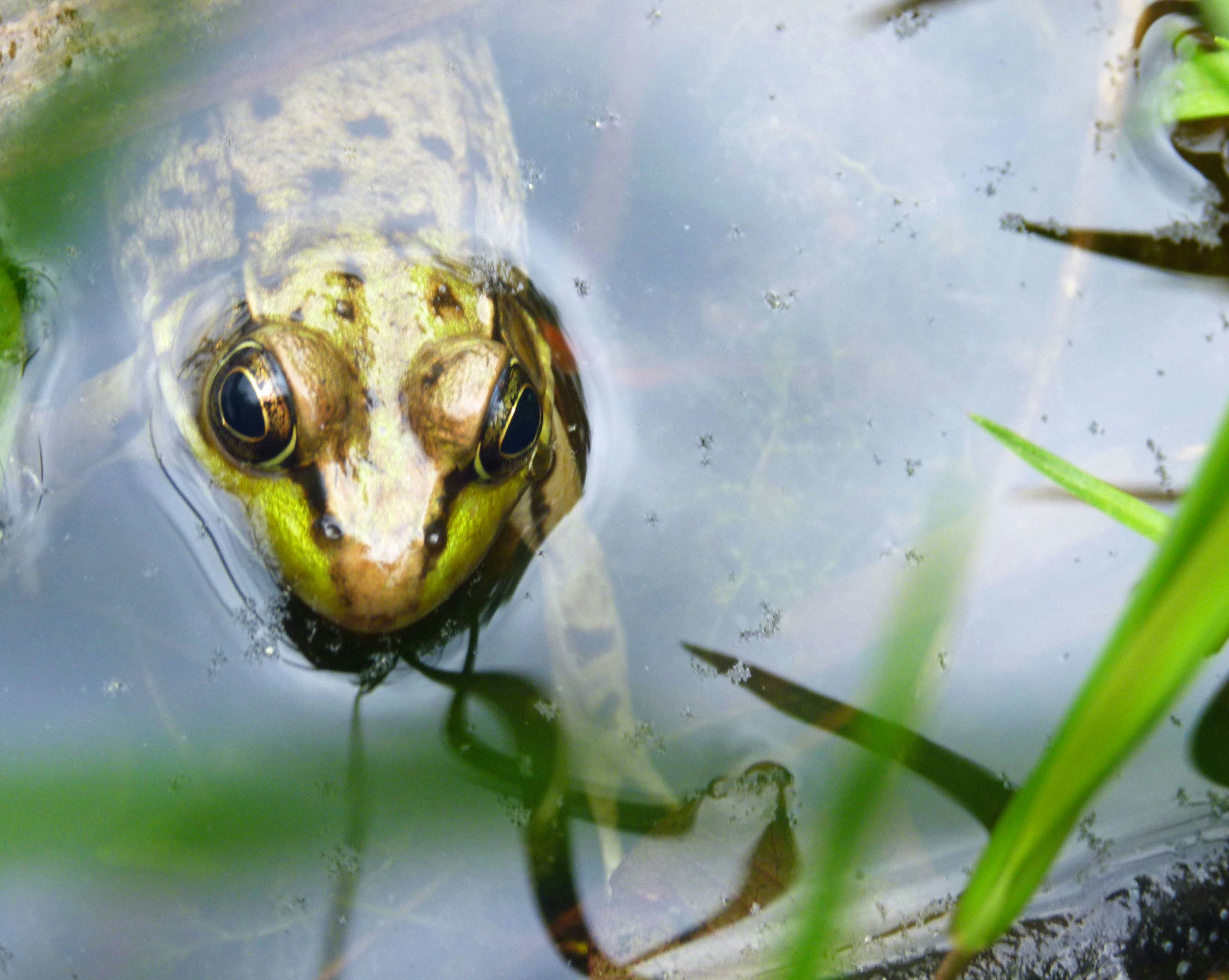 A frog is peeking out of the water.