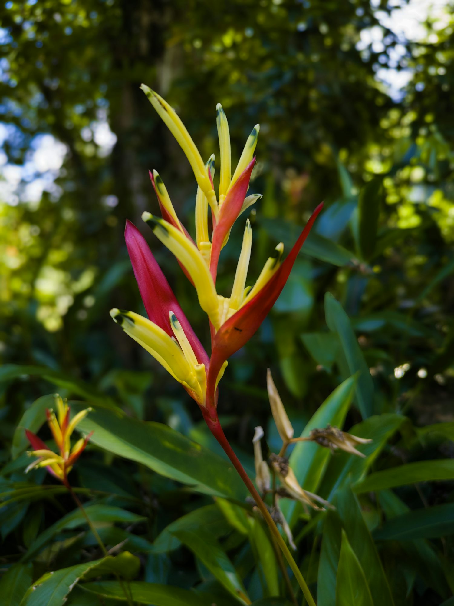 A vibrant red and yellow tropical flower standing out against a blurred green background of leafy foliage.