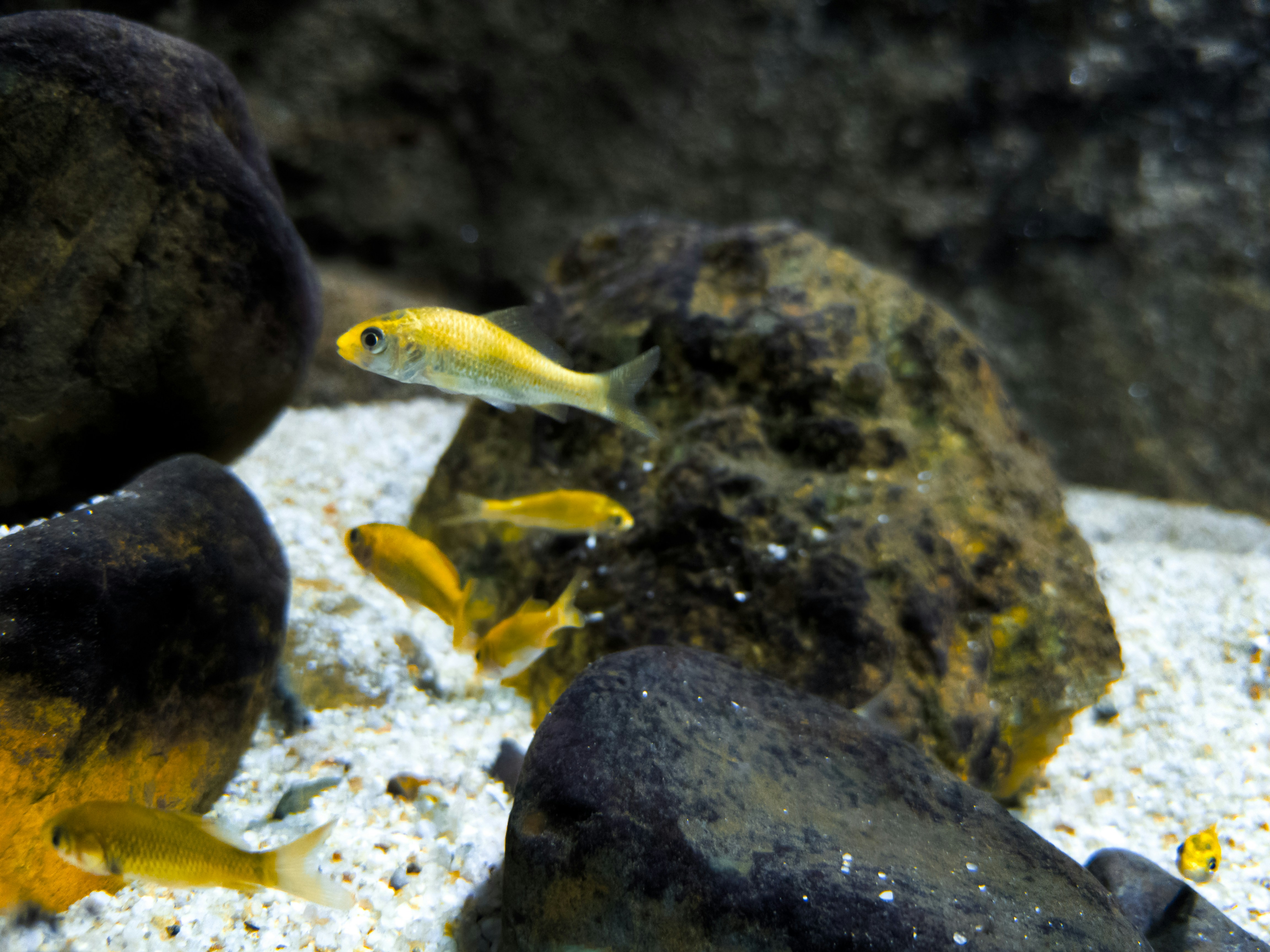 Several small yellow fish swim among rocks and white gravel in an aquarium.