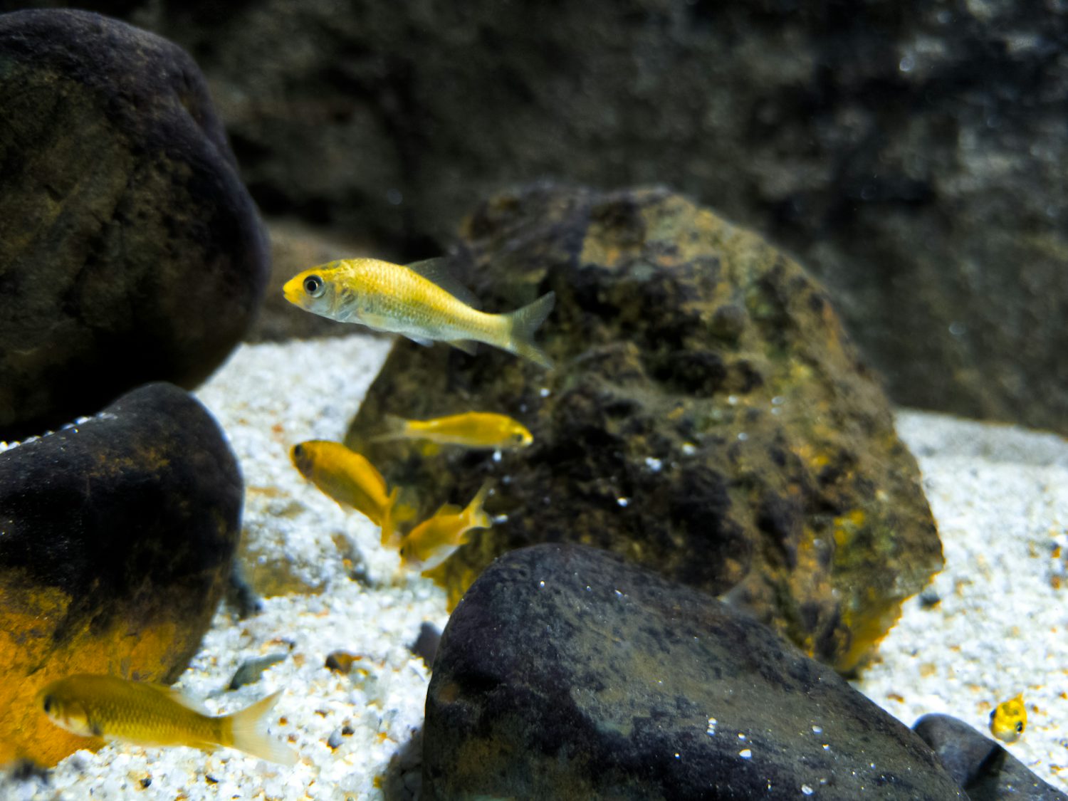 Several small yellow fish swim among rocks and white gravel in an aquarium.