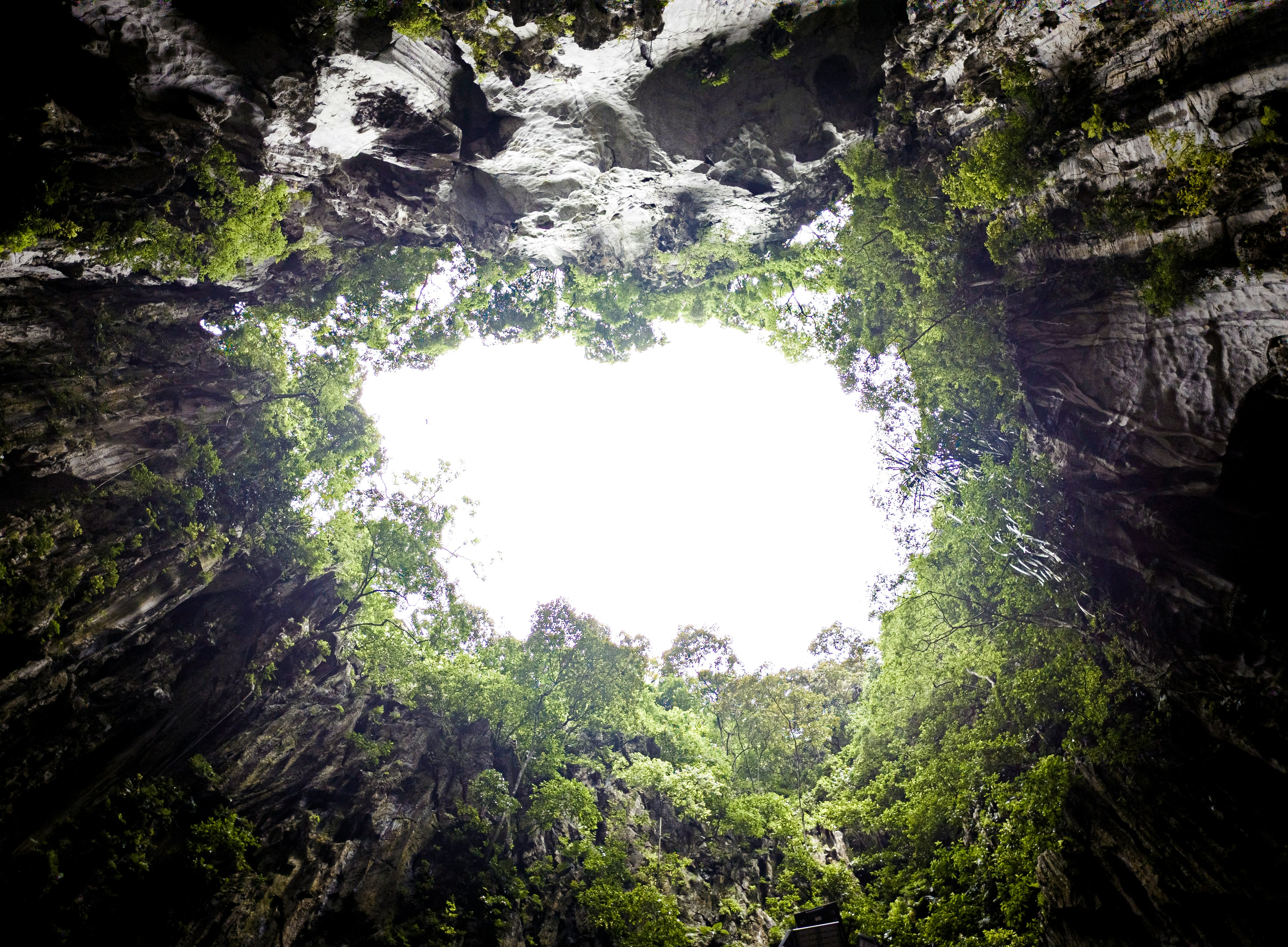 A view looking directly upwards from inside a cave, showing a bright opening filled with the sky and dense green foliage covering the rocky edges.