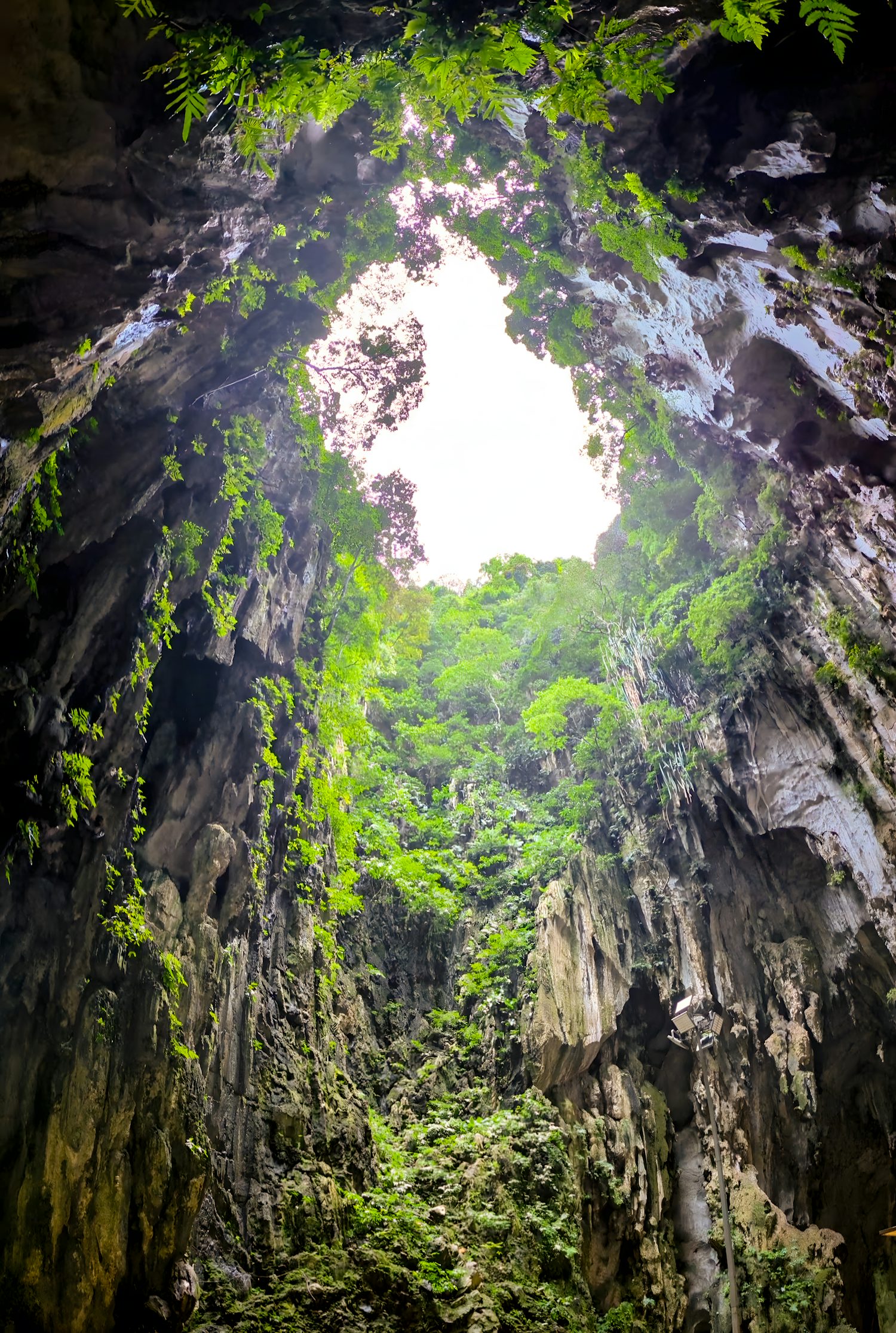 Looking up from inside a limestone cave, lush green foliage covers the rocky walls, reaching towards a bright opening at the top that reveals the sky and trees.