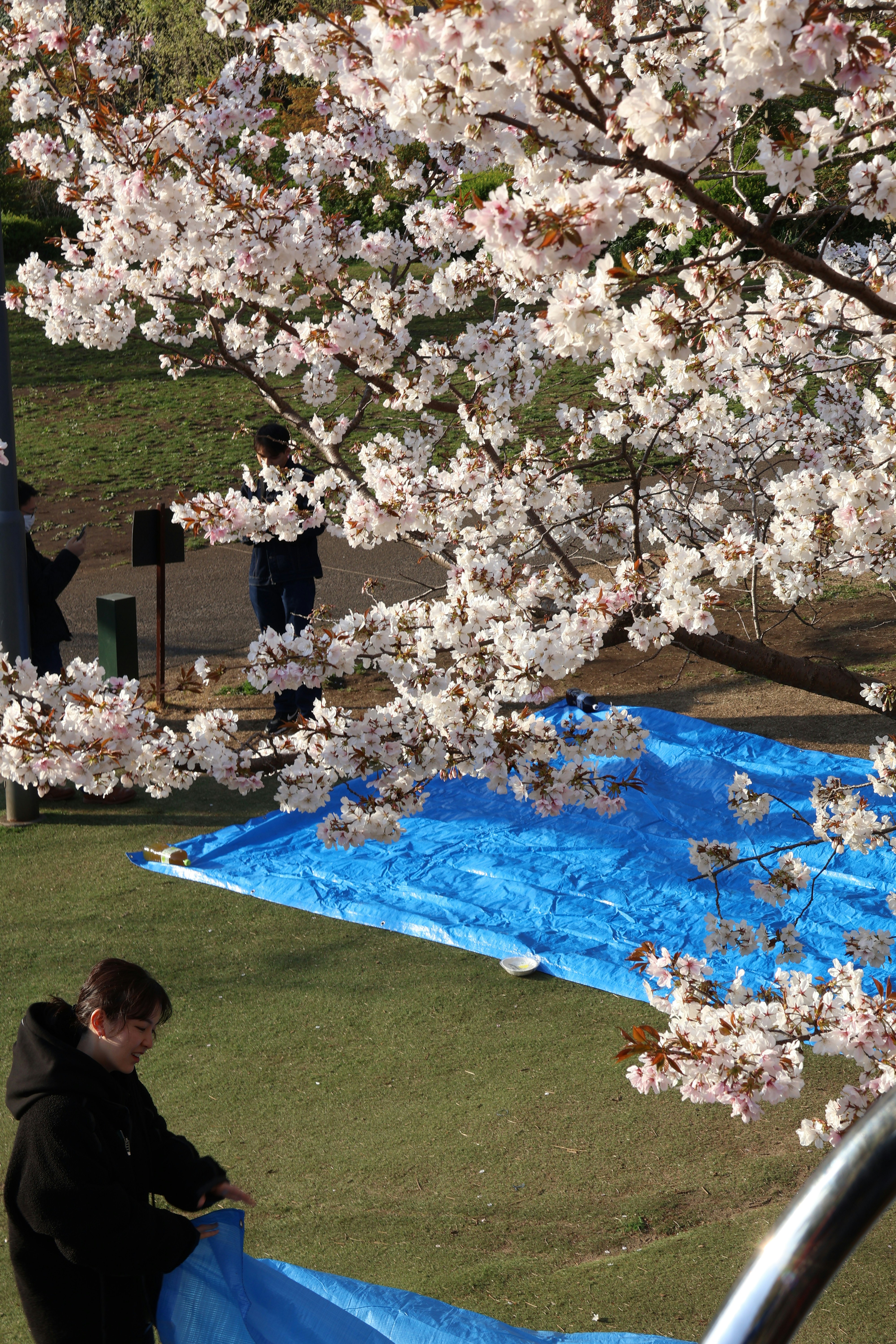 Blooming cherry blossoms frame picnic preparations in park.