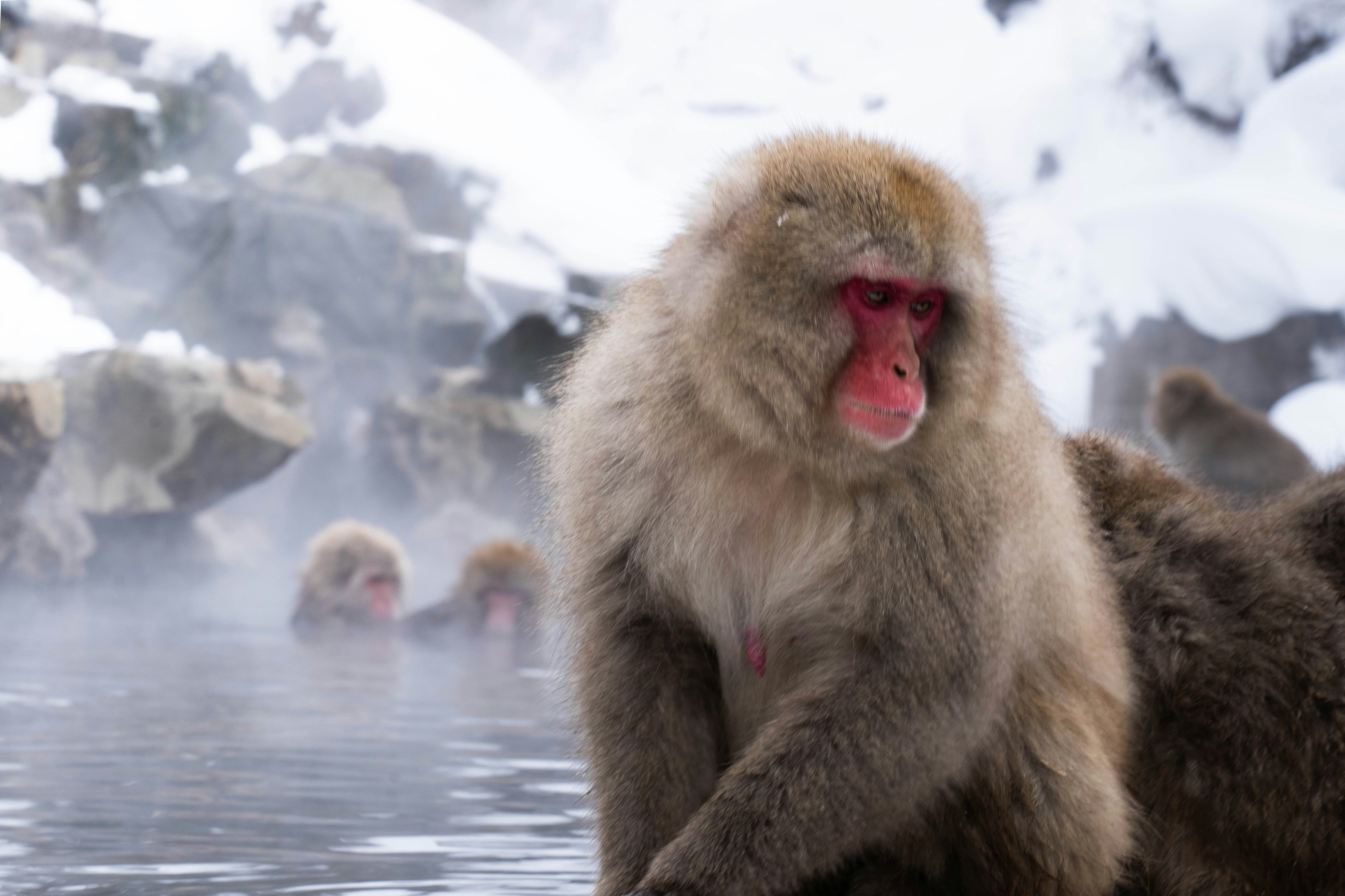 Snow monkeys relaxing in a hot spring.