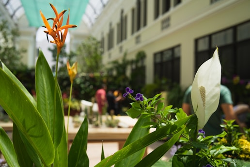 Flowers bloom brightly in a beautiful garden.