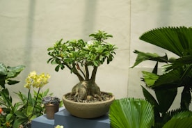 A bonsai tree surrounded by various plants.