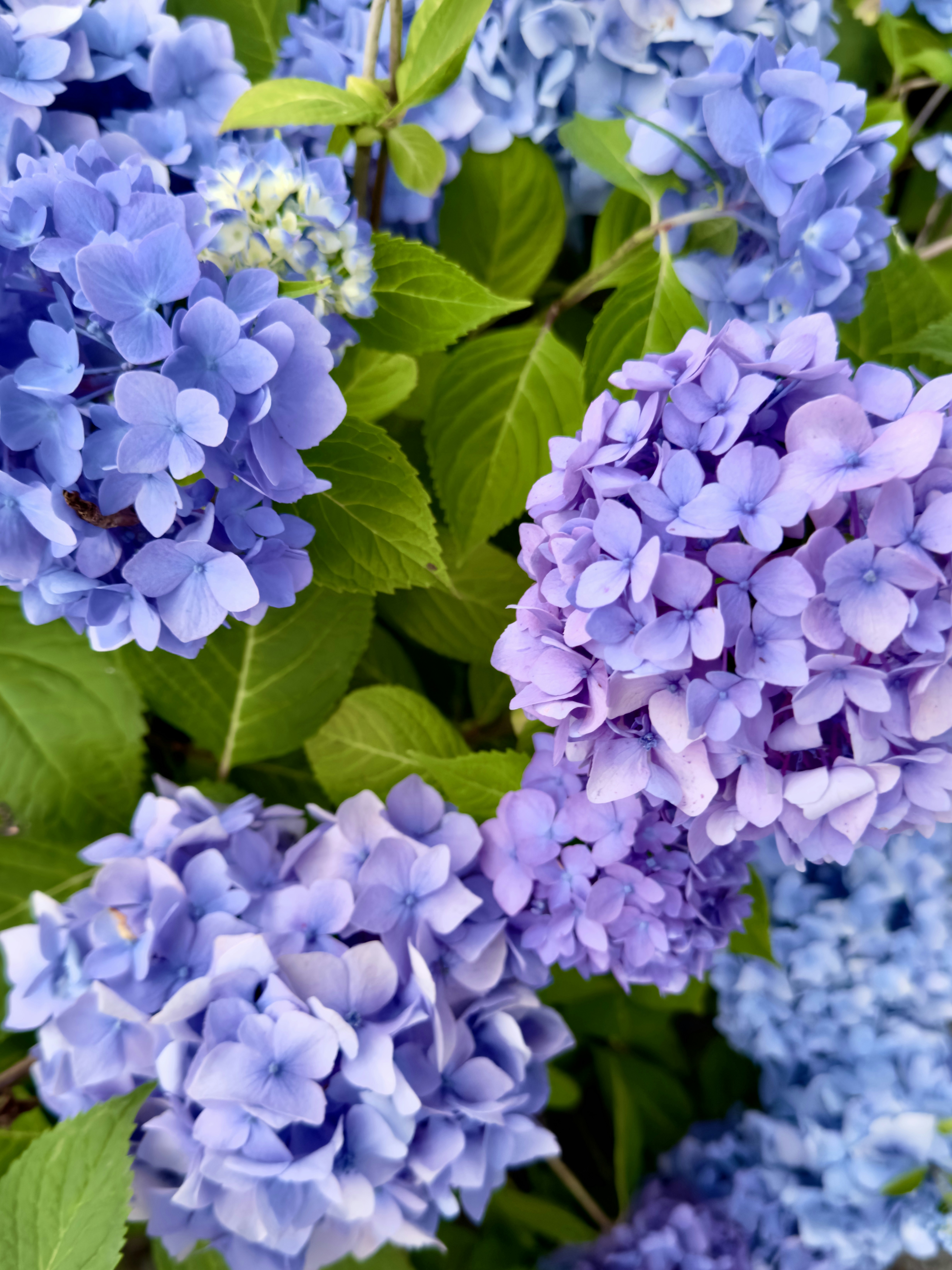 Photo by amandamorehouse7