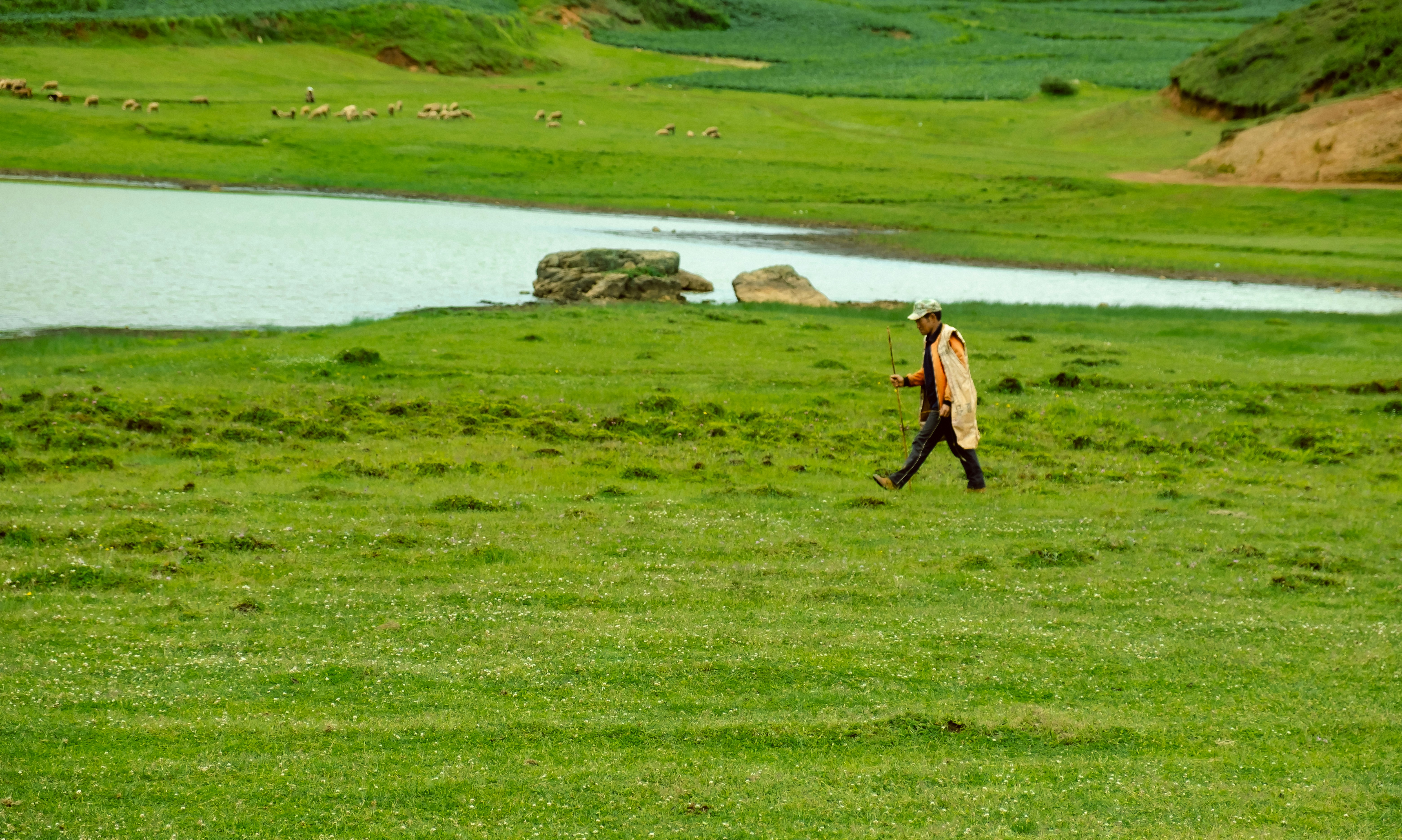 A person walks across a lush green field.