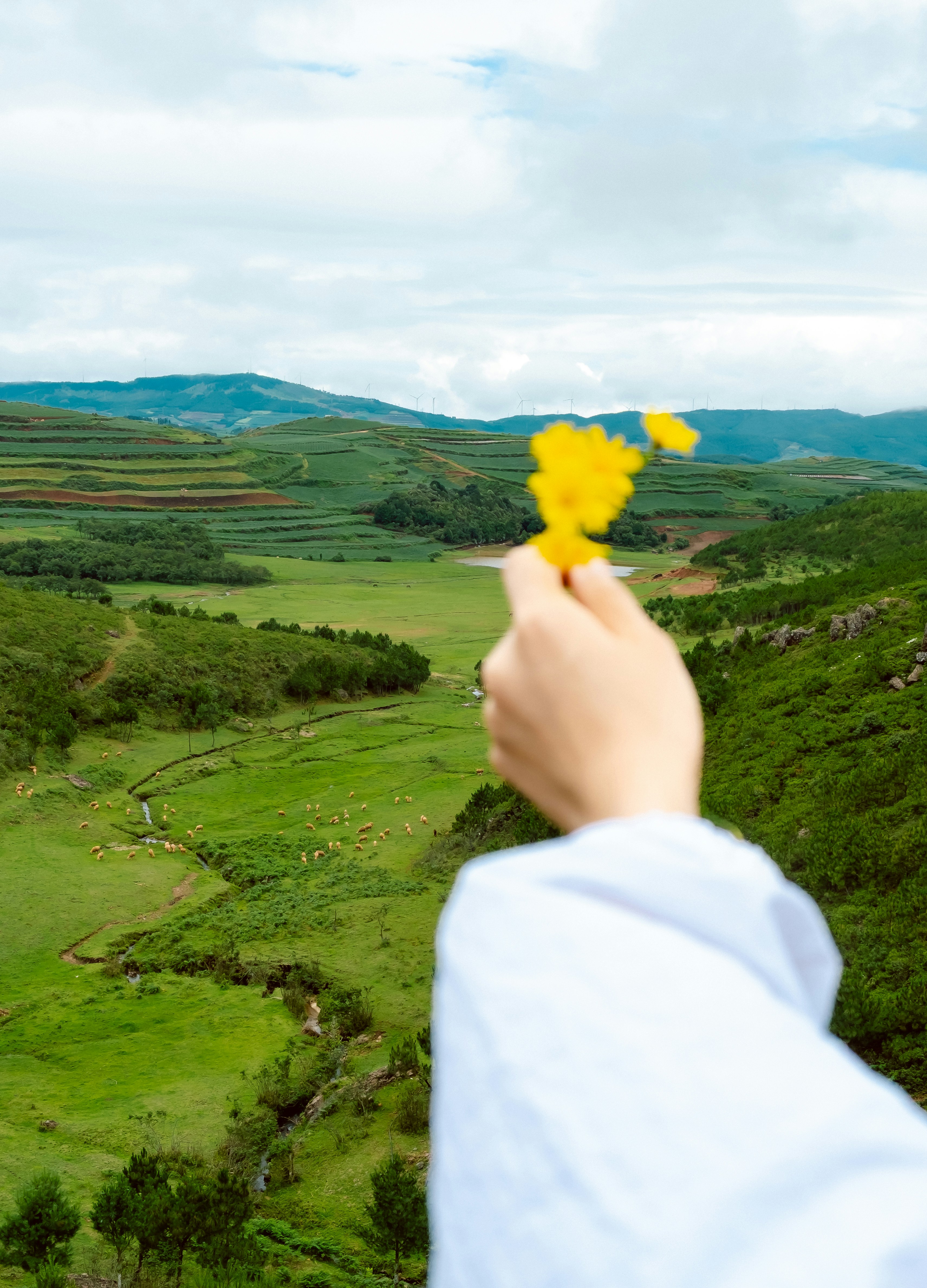 A hand holds yellow flowers over a green landscape.