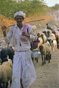 Deccani sheep herd, Telangana