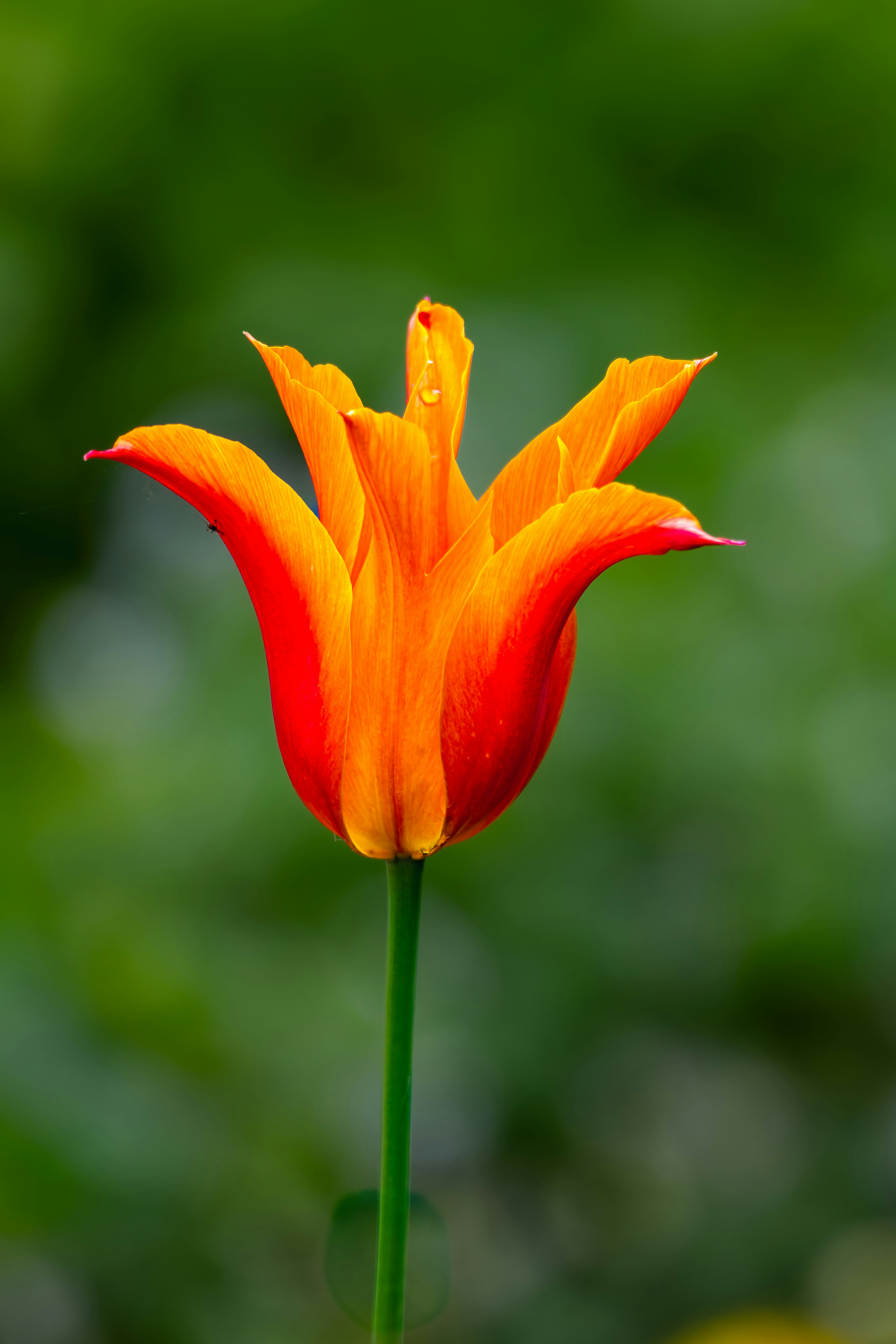 Photo by siegfriedpoepperl