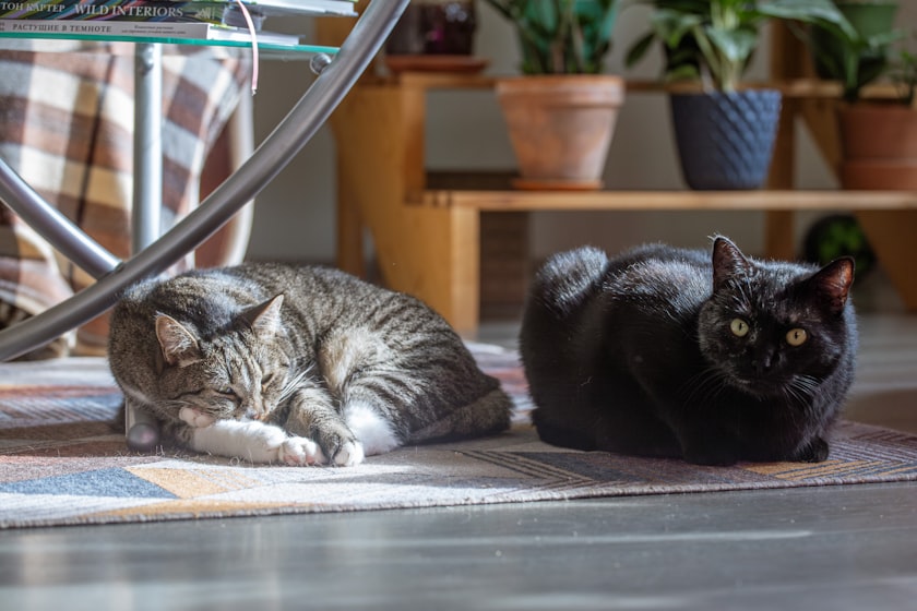 室内でくつろぐ猫