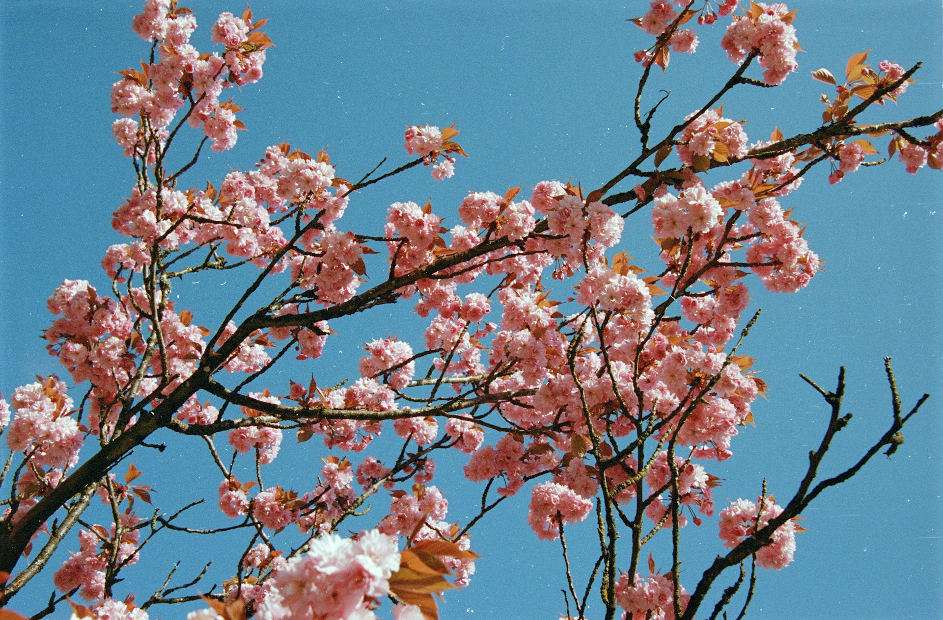 Pink blossoms bloom against a bright blue sky.