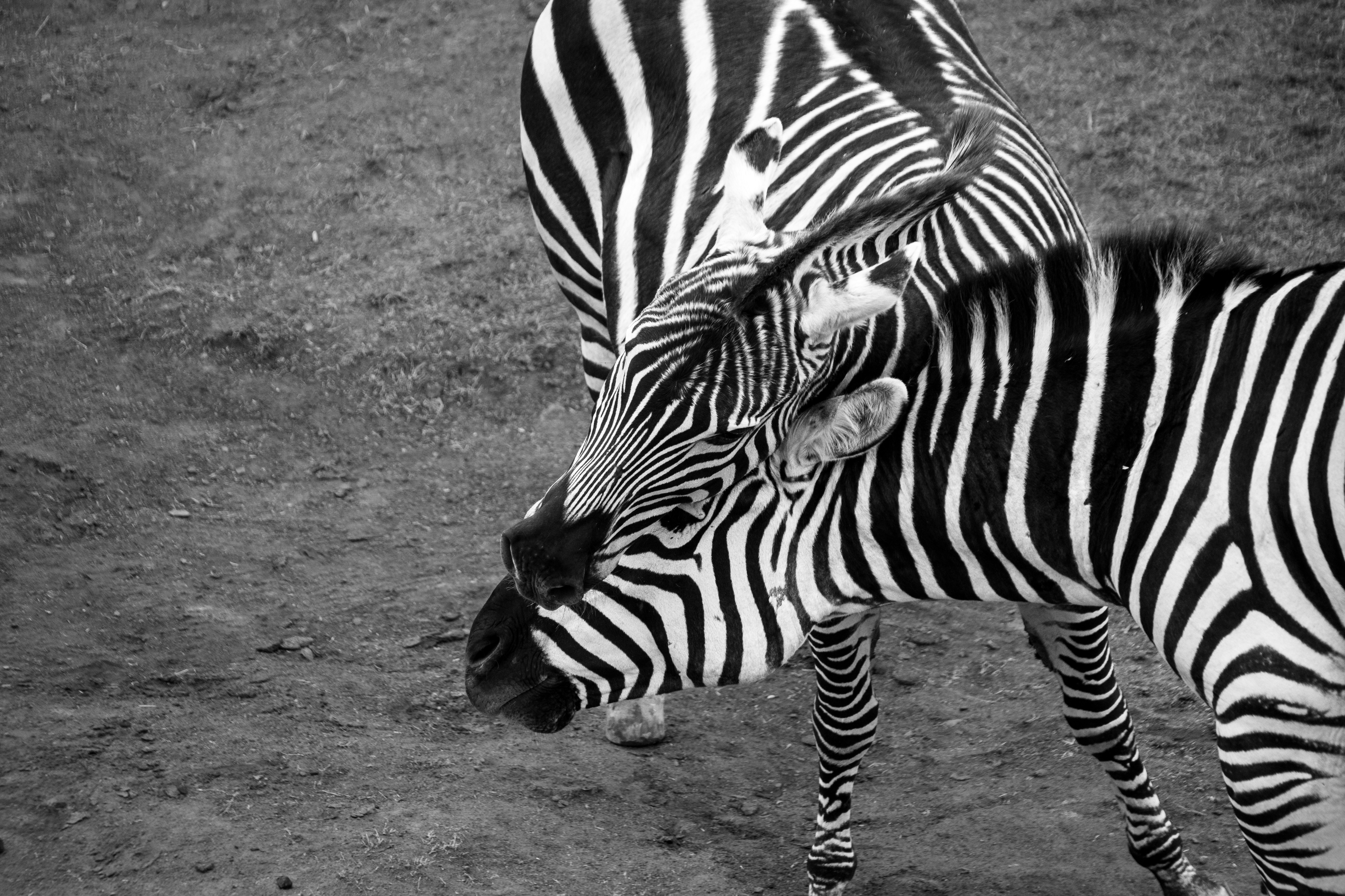 Zebras stand close together in black and white.