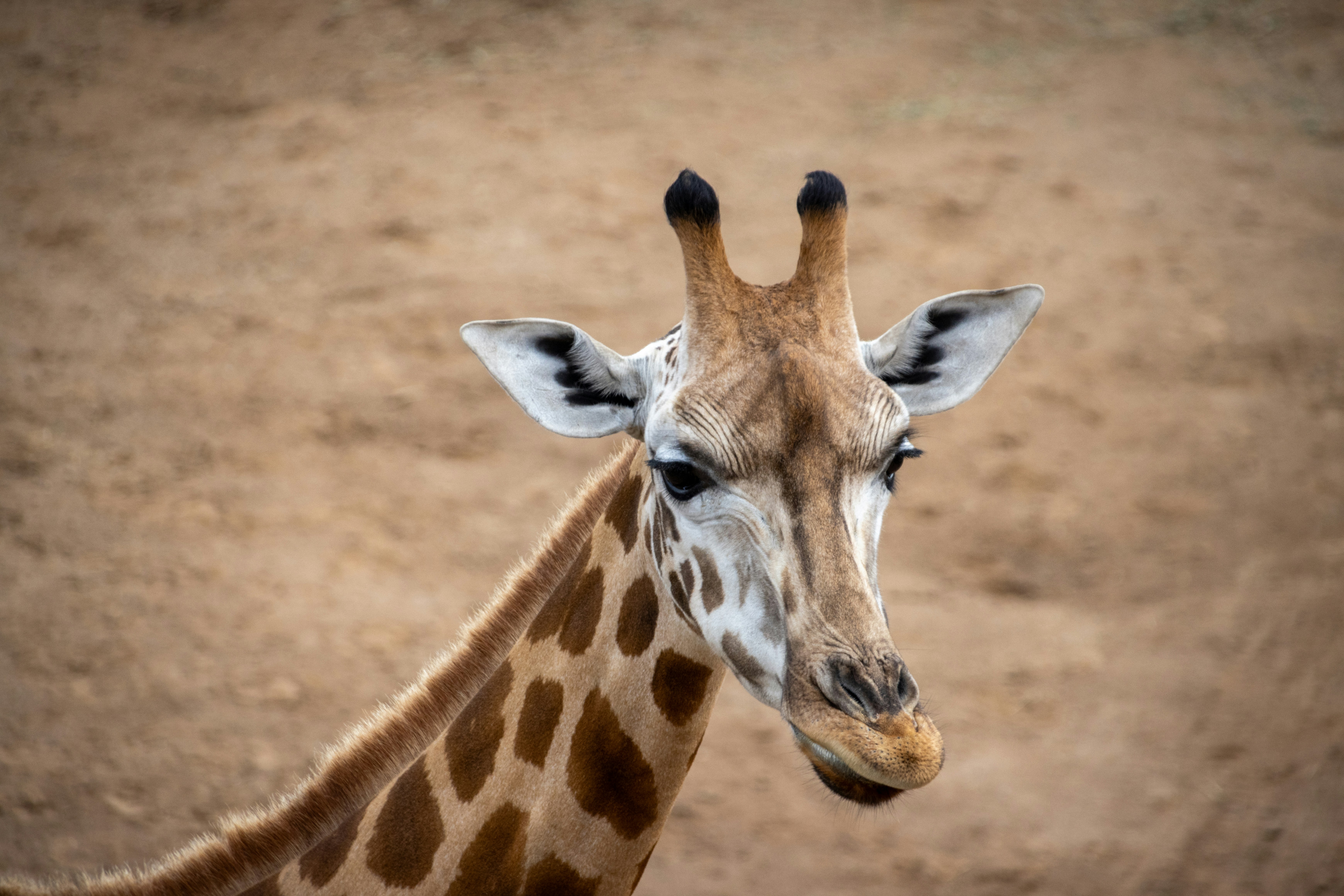 A giraffe poses for the camera.