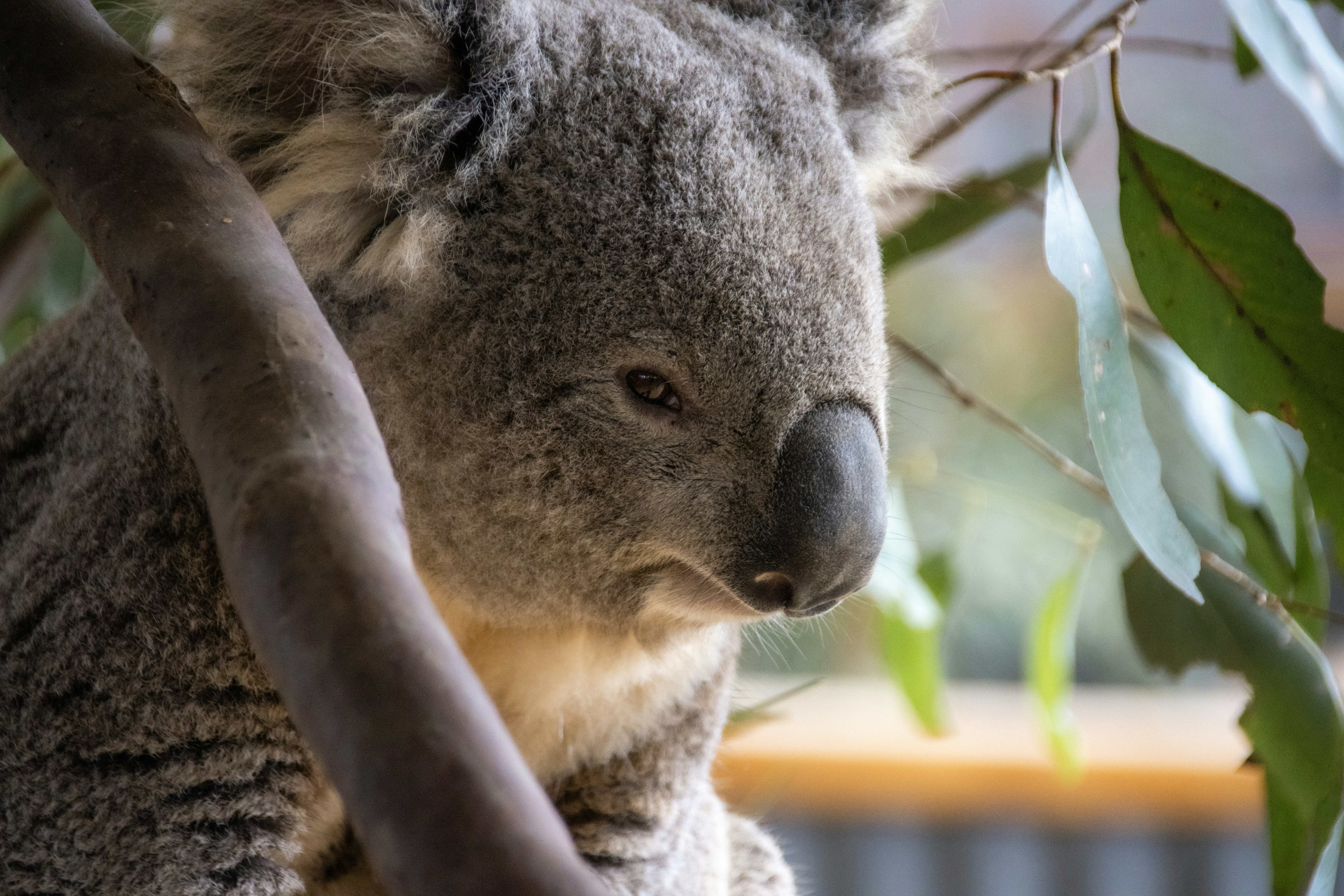 A koala sits serenely in a tree.