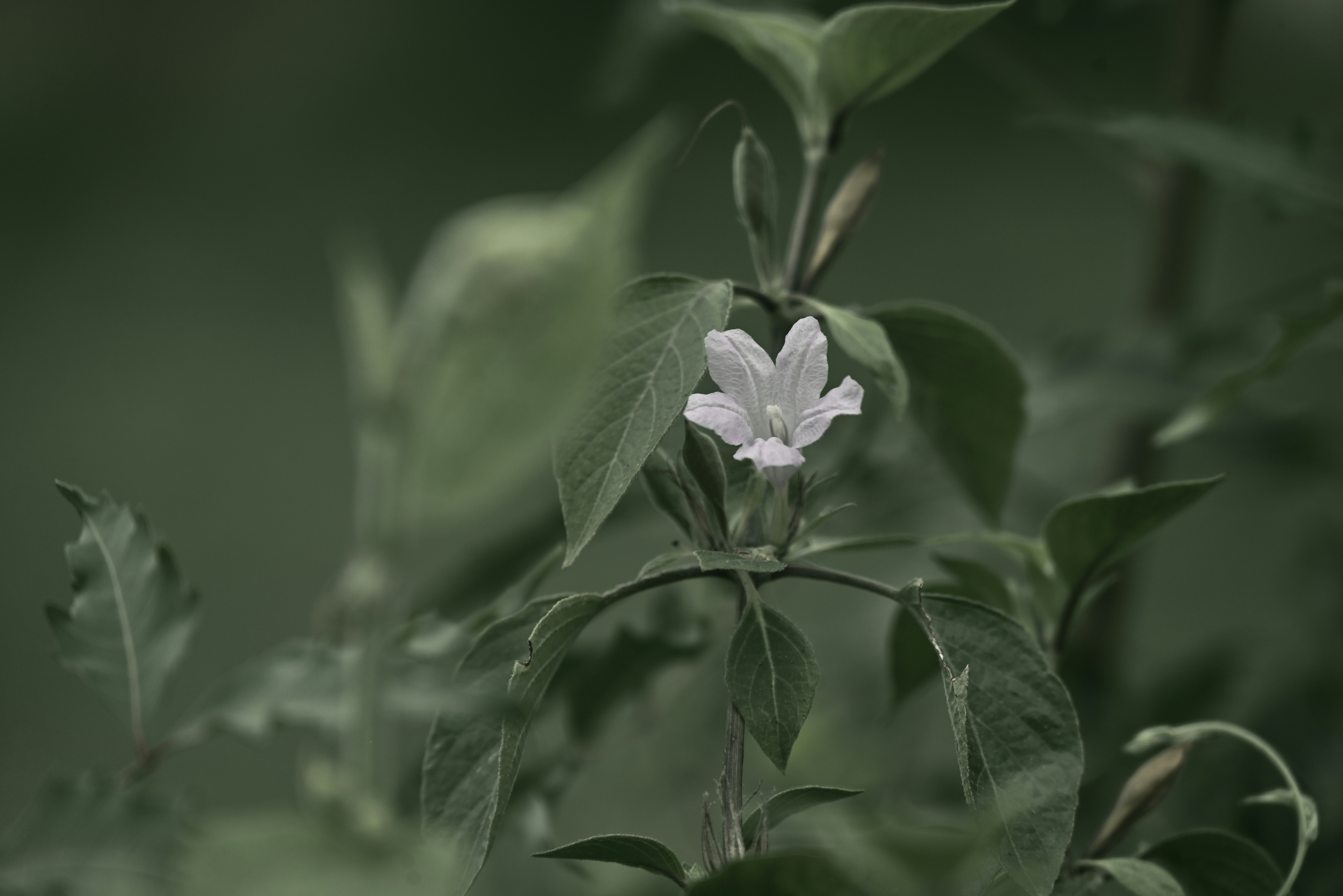 Photo by champsara