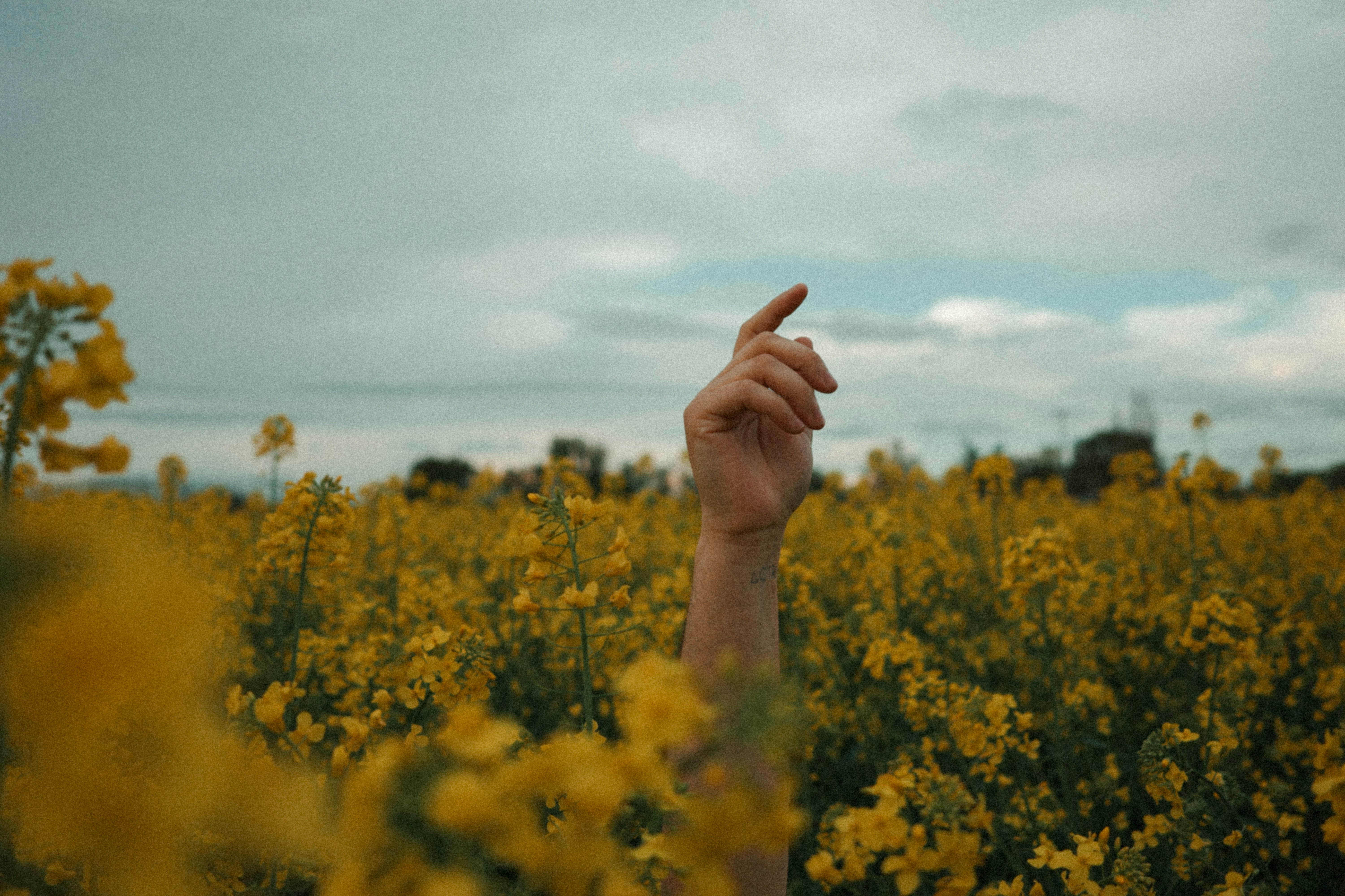 Hand reaching up in a field of yellow flowers.