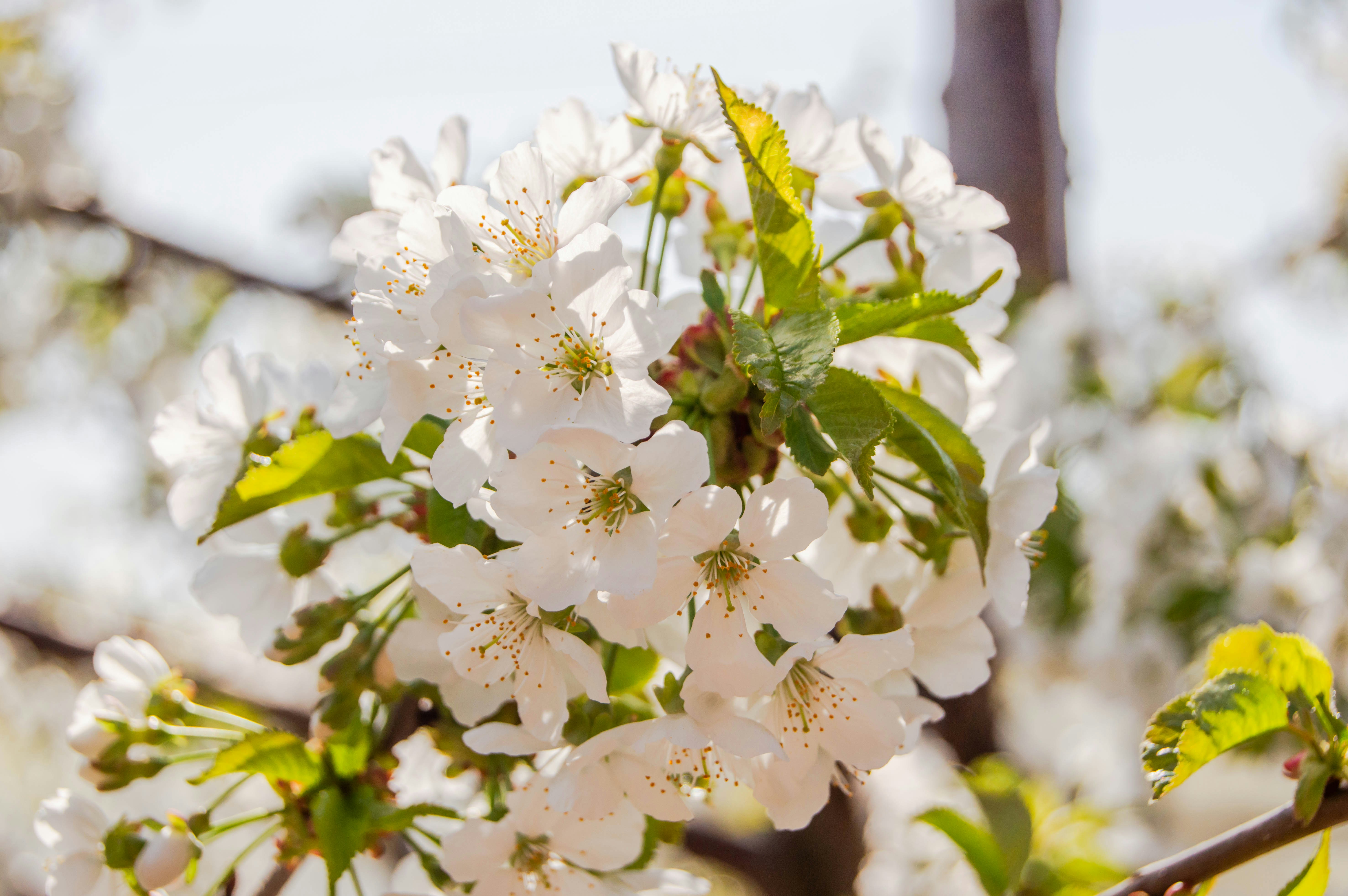 Photo by frosted_vulpes_ferrilata