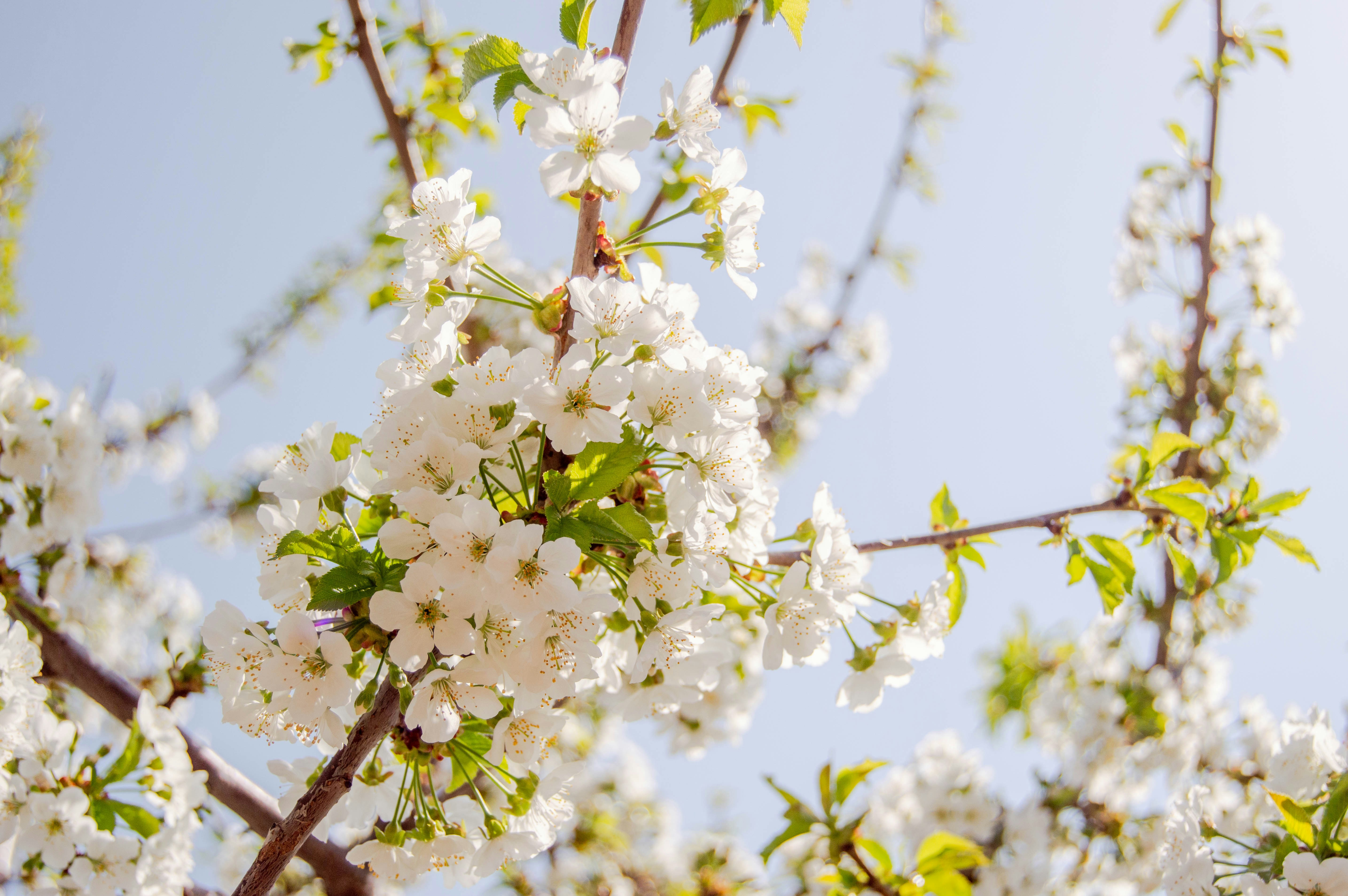 Photo by frosted_vulpes_ferrilata