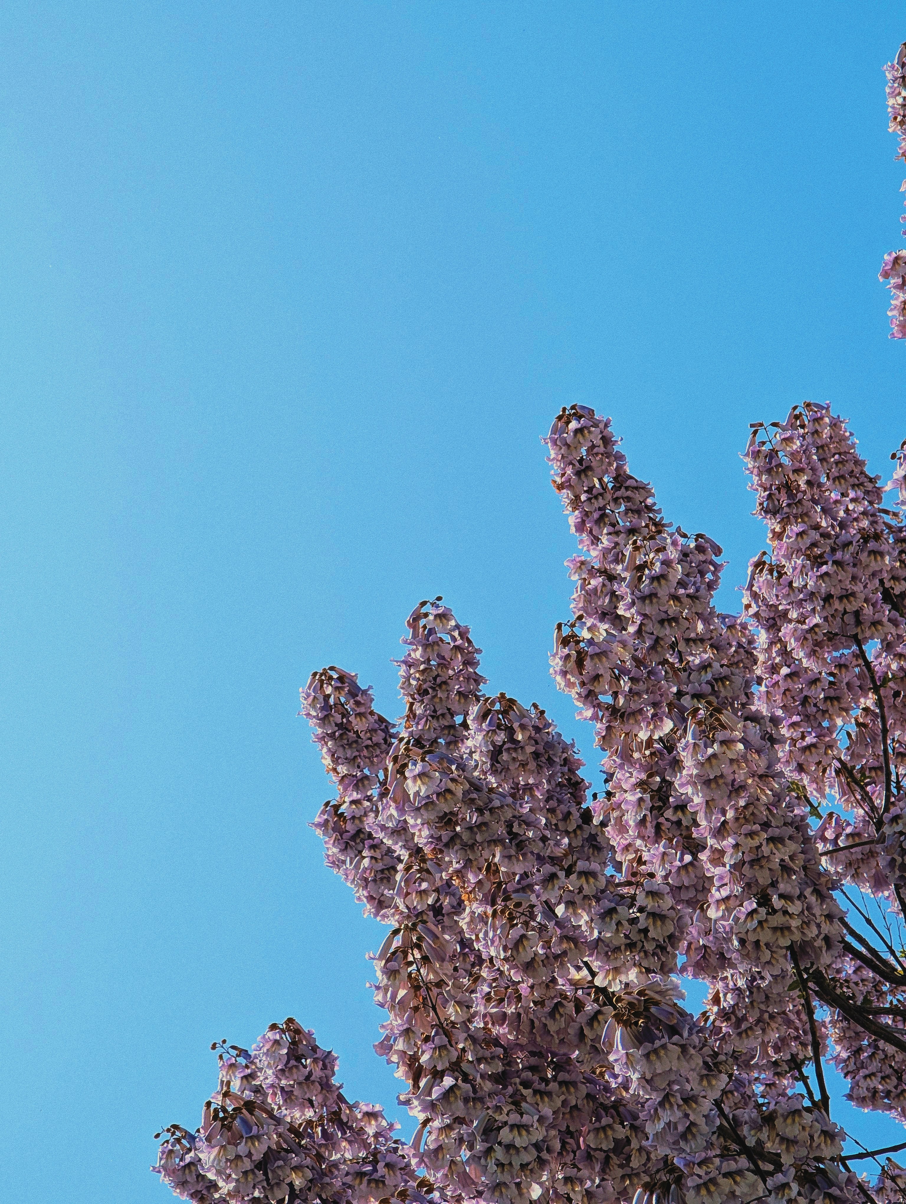 As flores cor de rosa alcançam o céu azul.