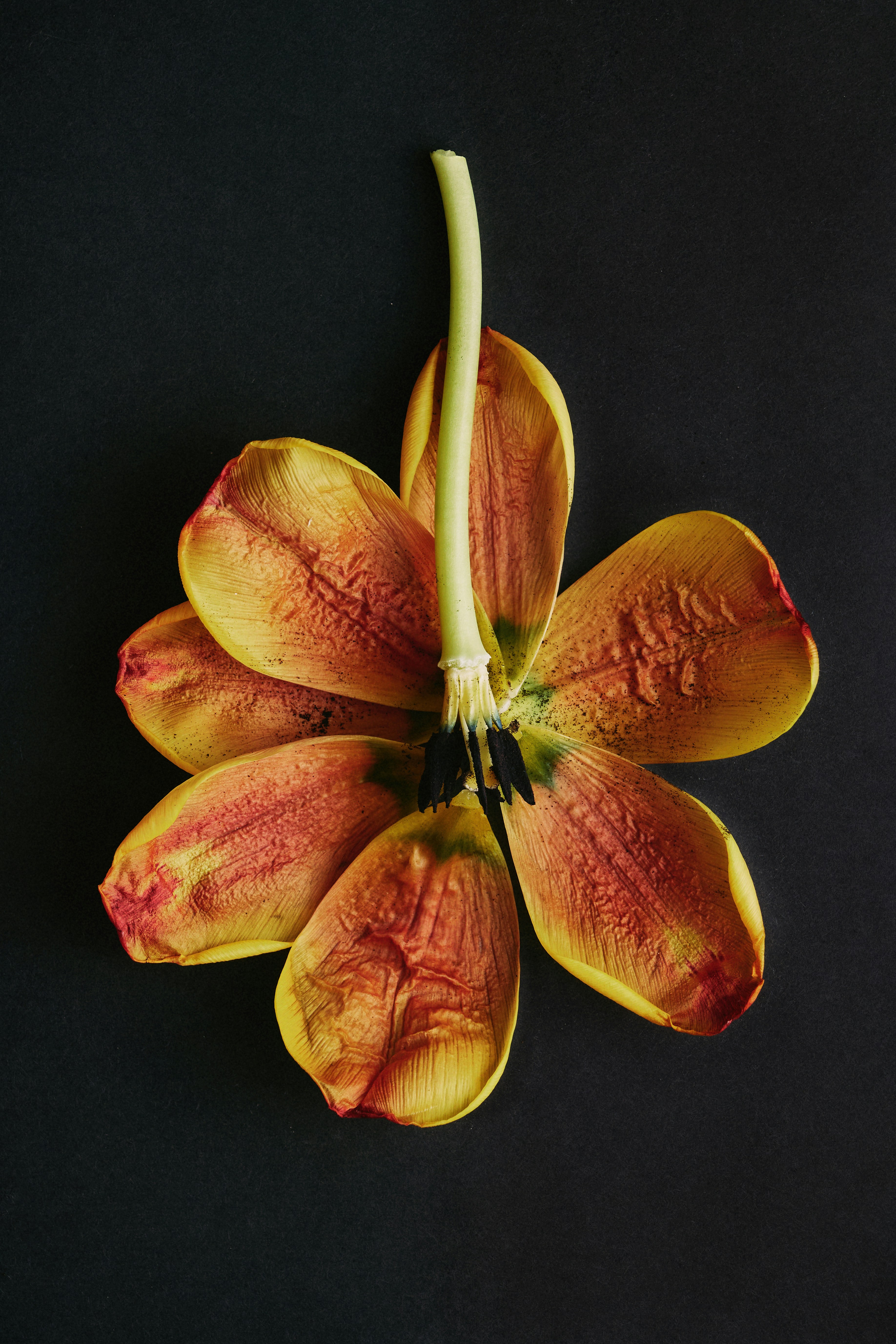 解剖されたチューリップが暗い表面に横たわっています。