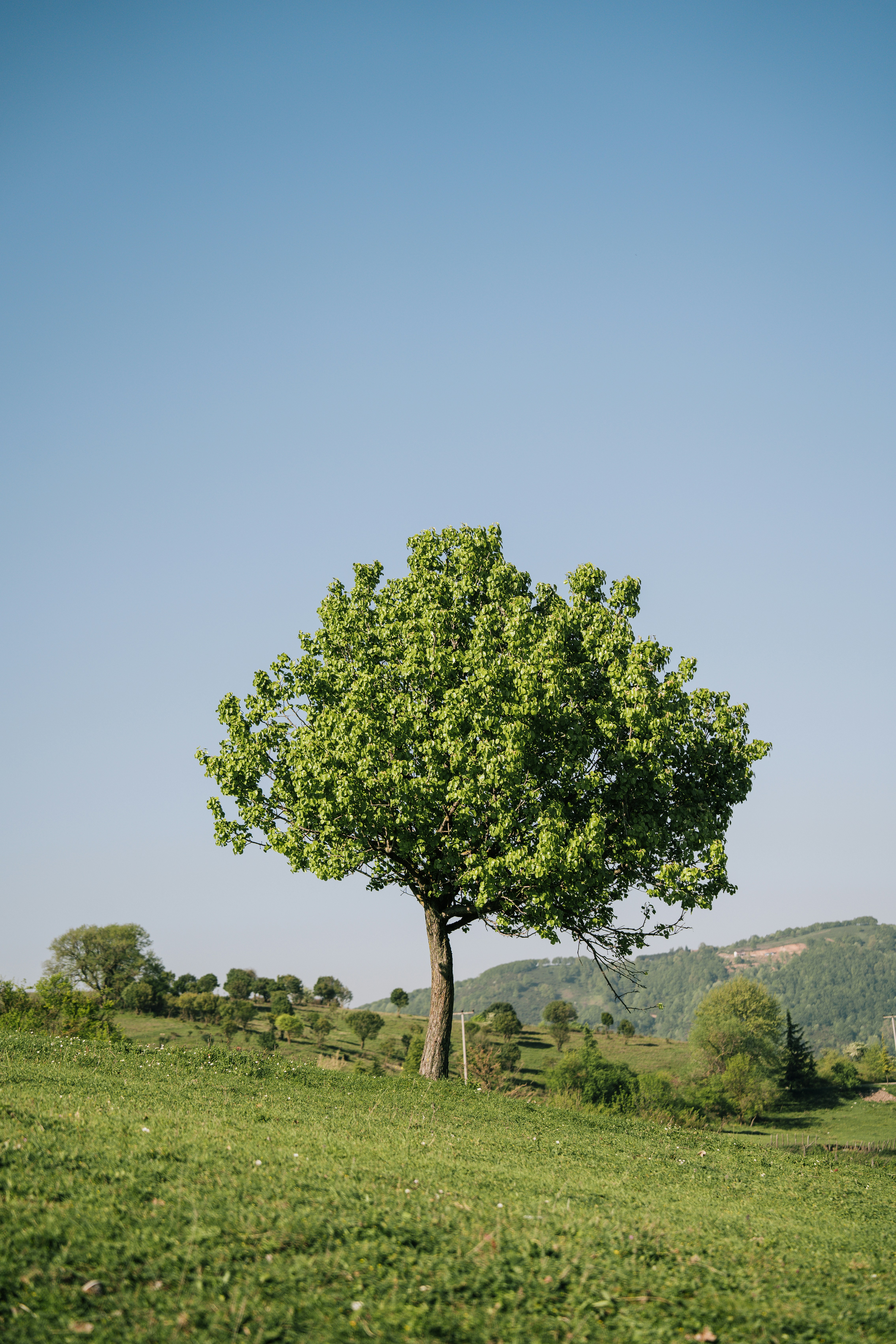 Photo by mutecevvil
