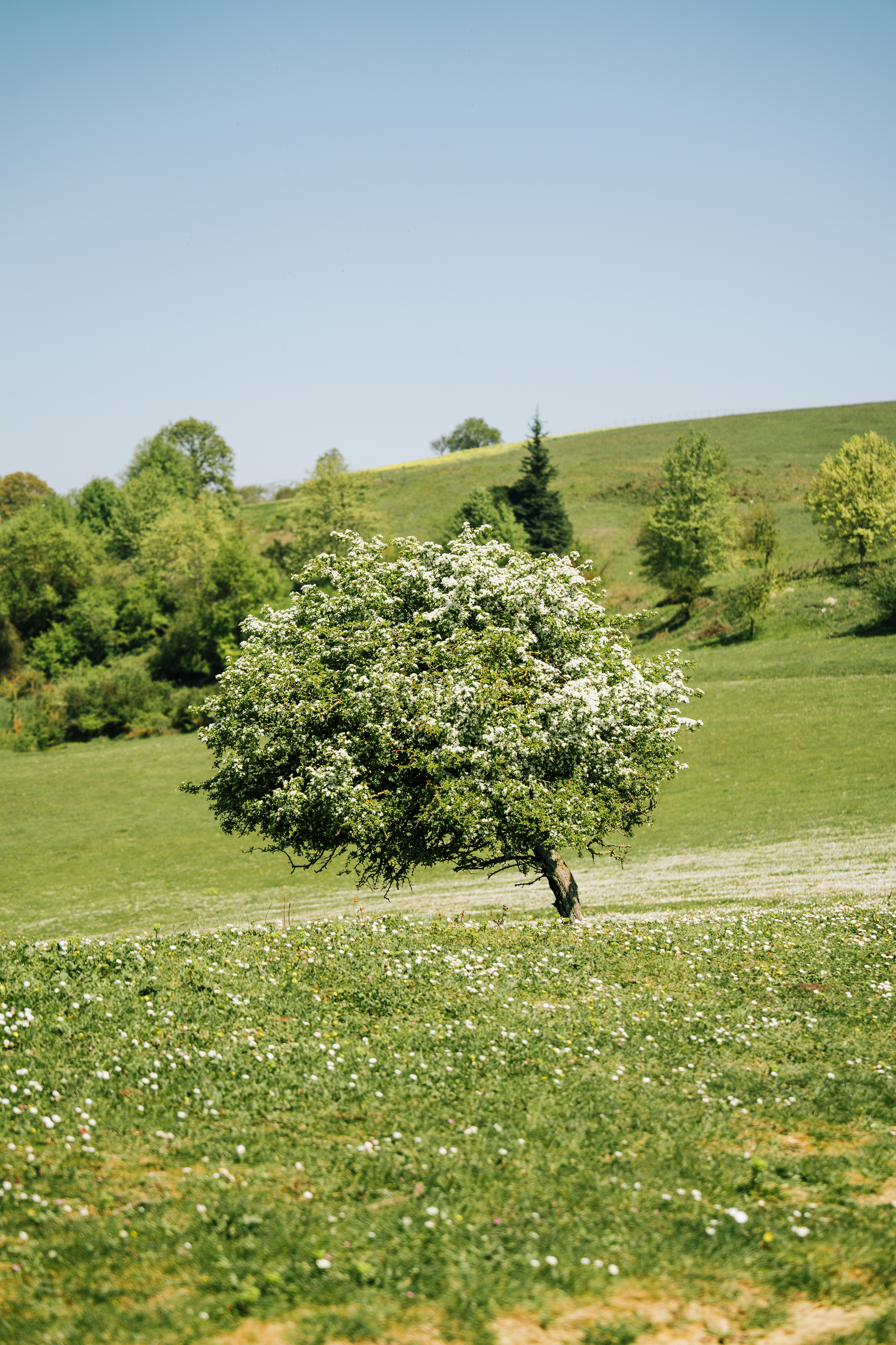 Photo by mutecevvil