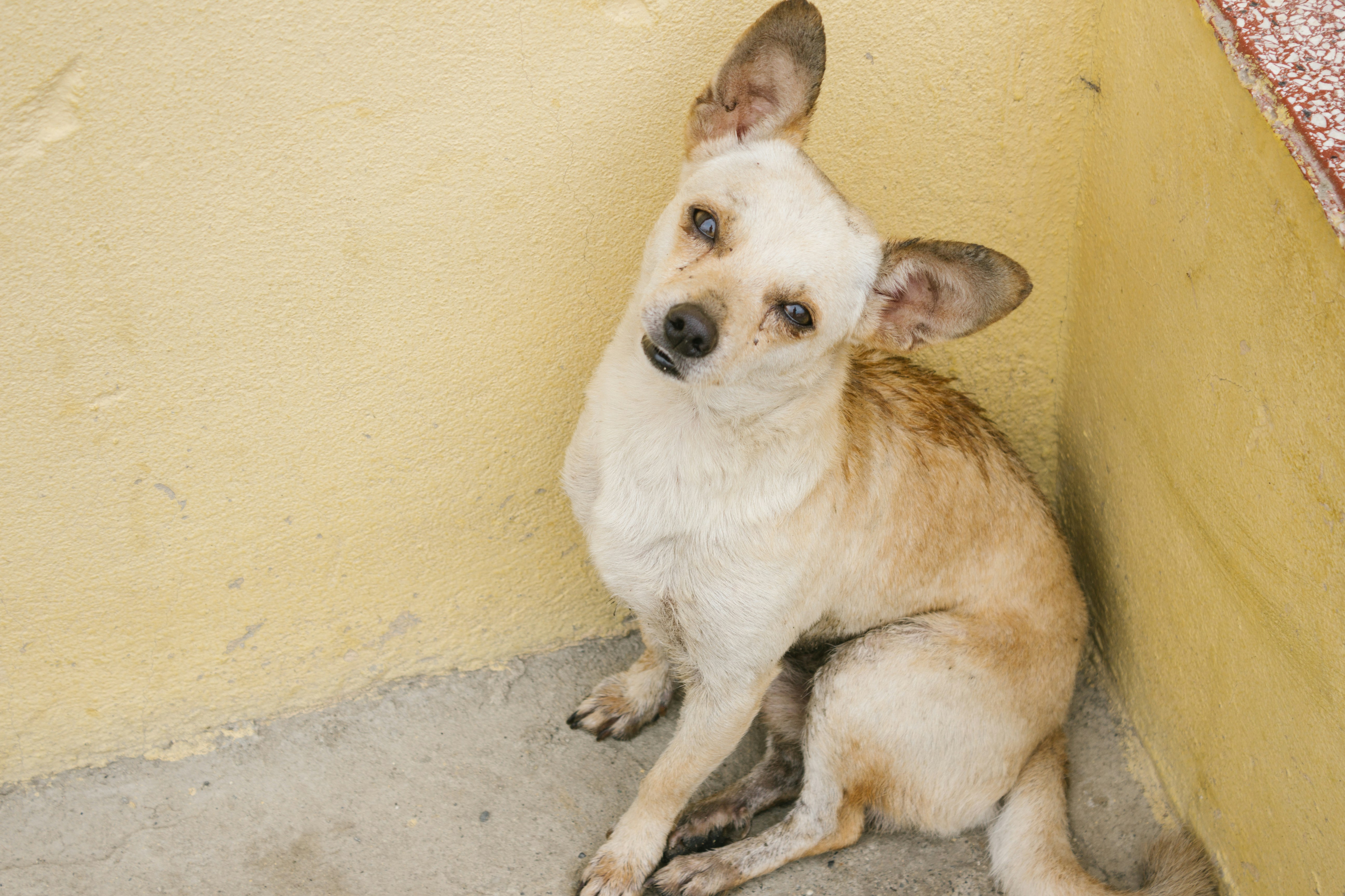 닥터블릿 파비플로라 정품 맞는지 확인하는 방법