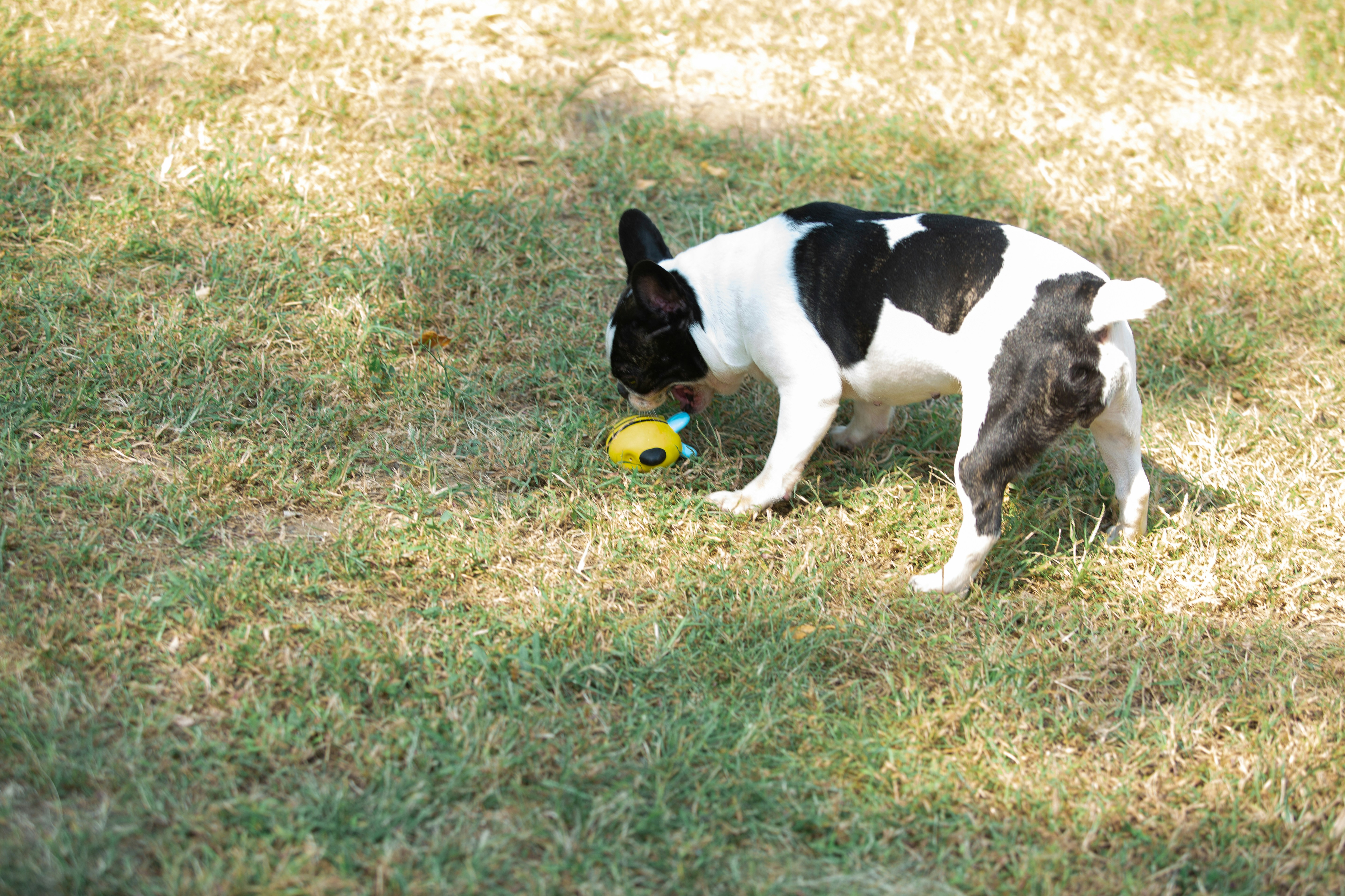 Automatic Ball Launcher For Dogs
