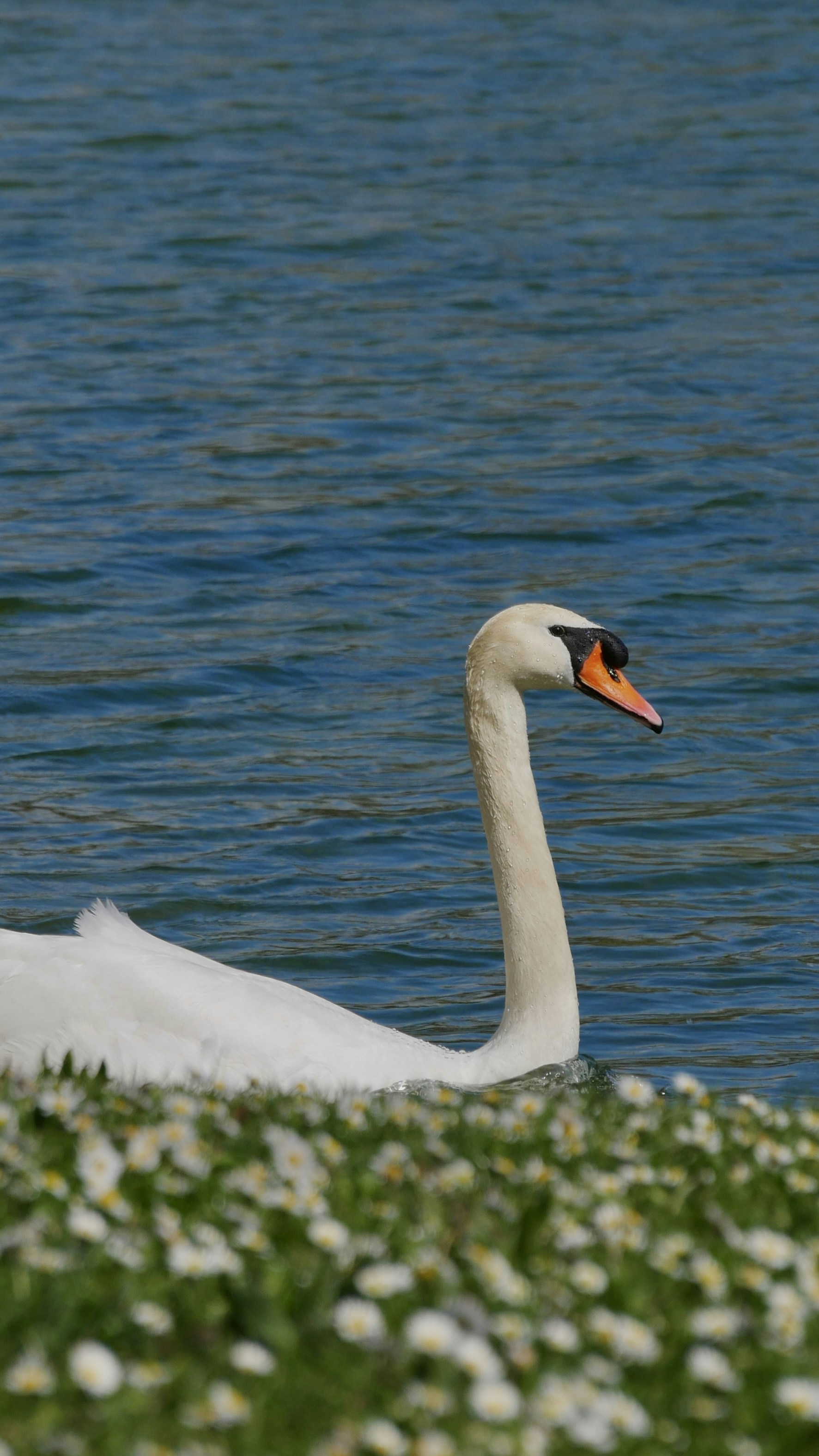 Ein Schwan gleitet im Wasser, neben Blumen.