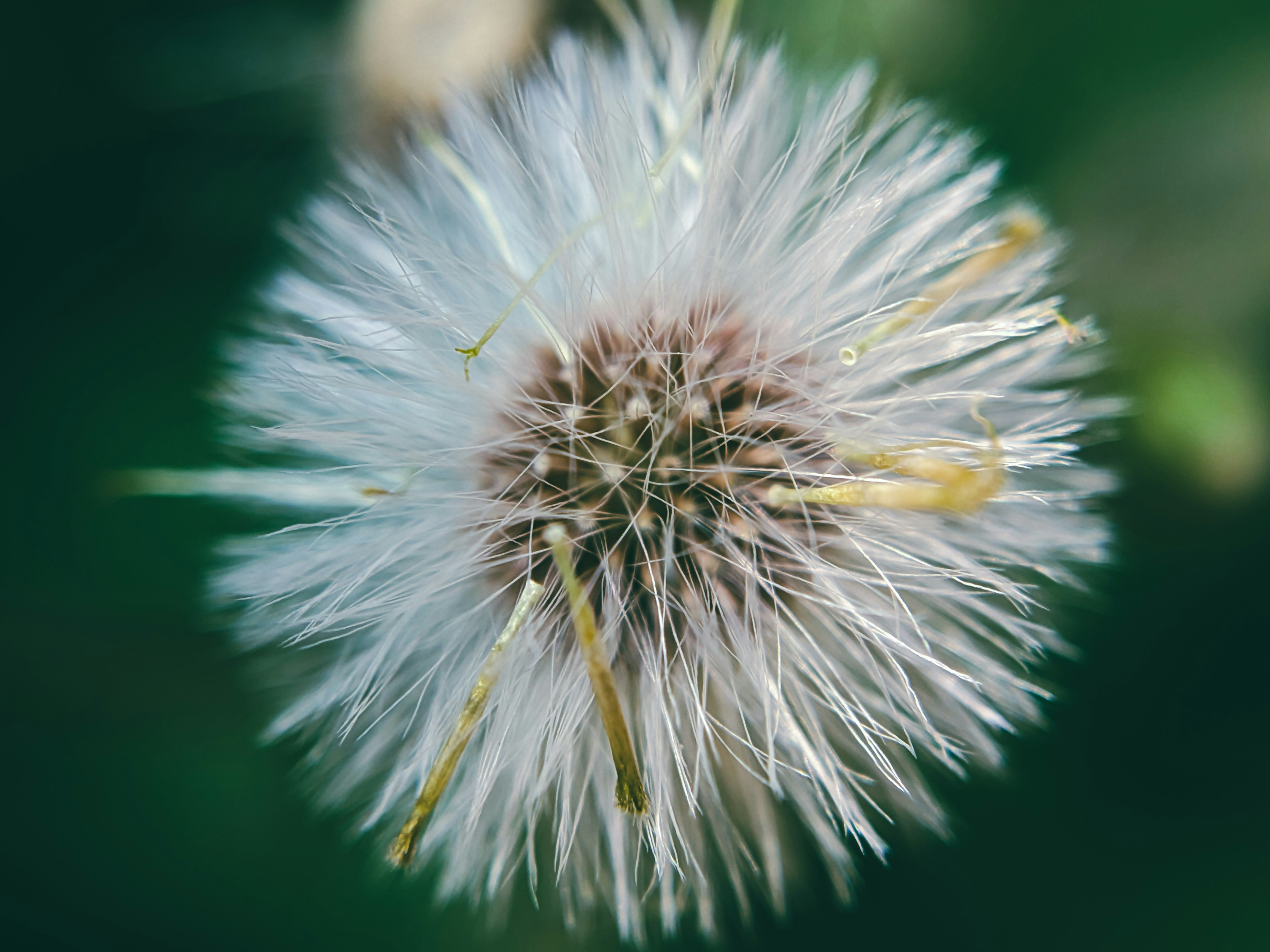 black seed wallpaper, wallpaper, 7 Manfaat Jintan Hitam untuk Pria yang Sayang Dilewatkan 2