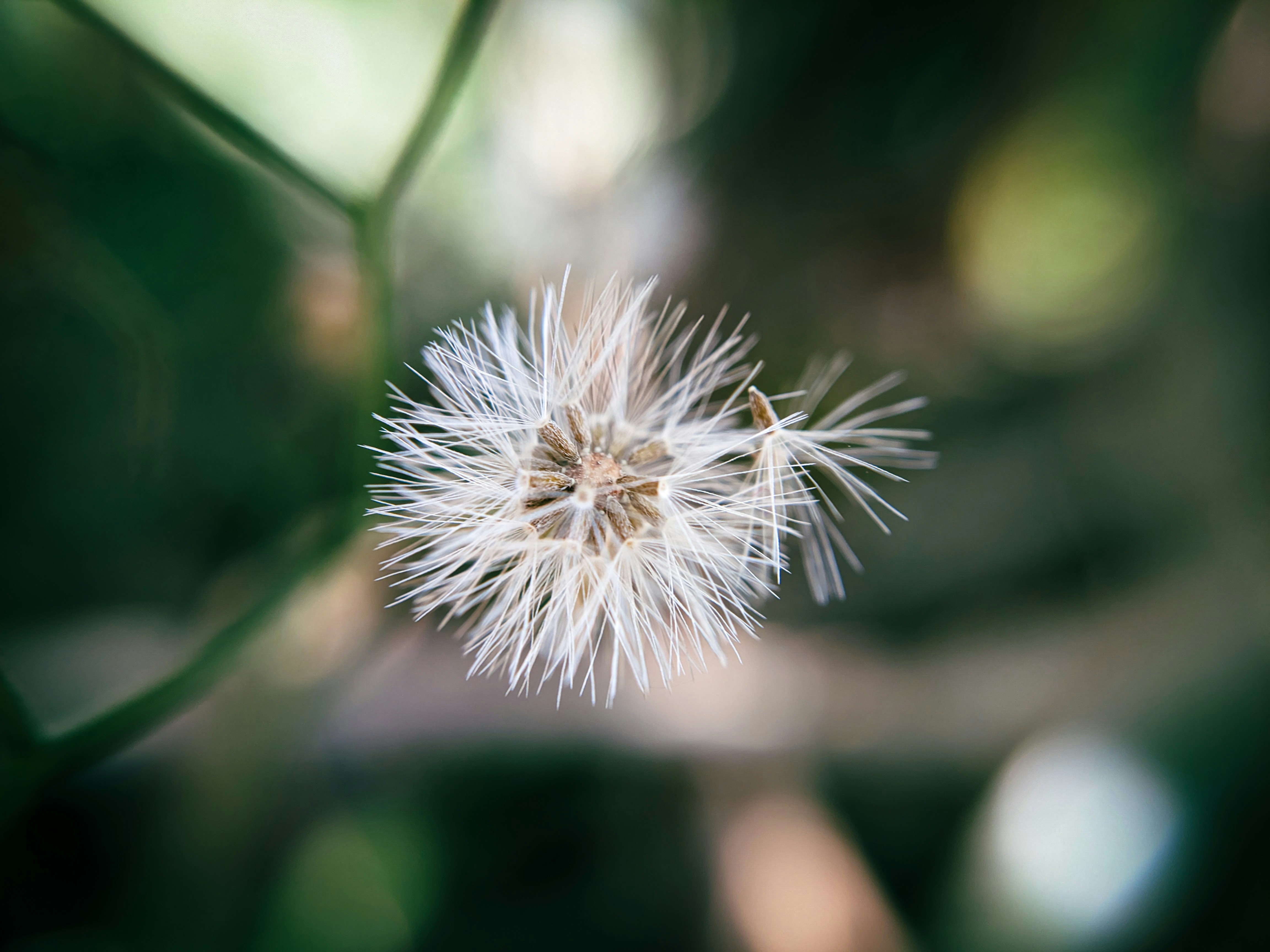 black seed wallpaper, wallpaper, 7 Manfaat Jintan Hitam untuk Pria yang Sayang Dilewatkan 3