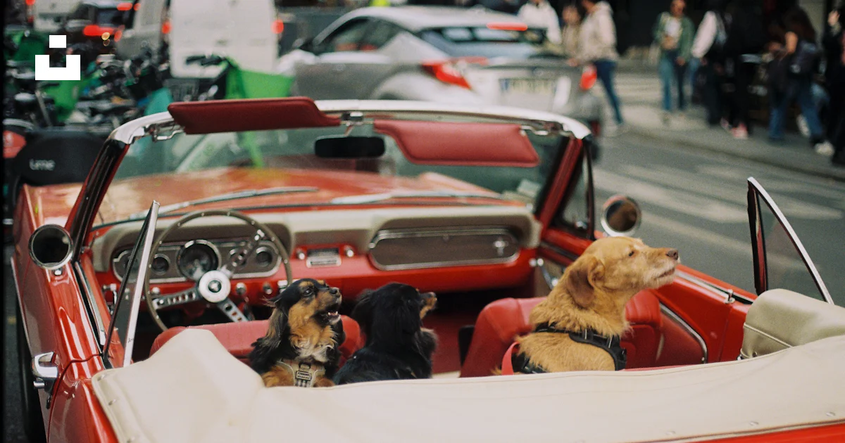 Dogs ride in a classic red convertible. photo – Free Film photography ...