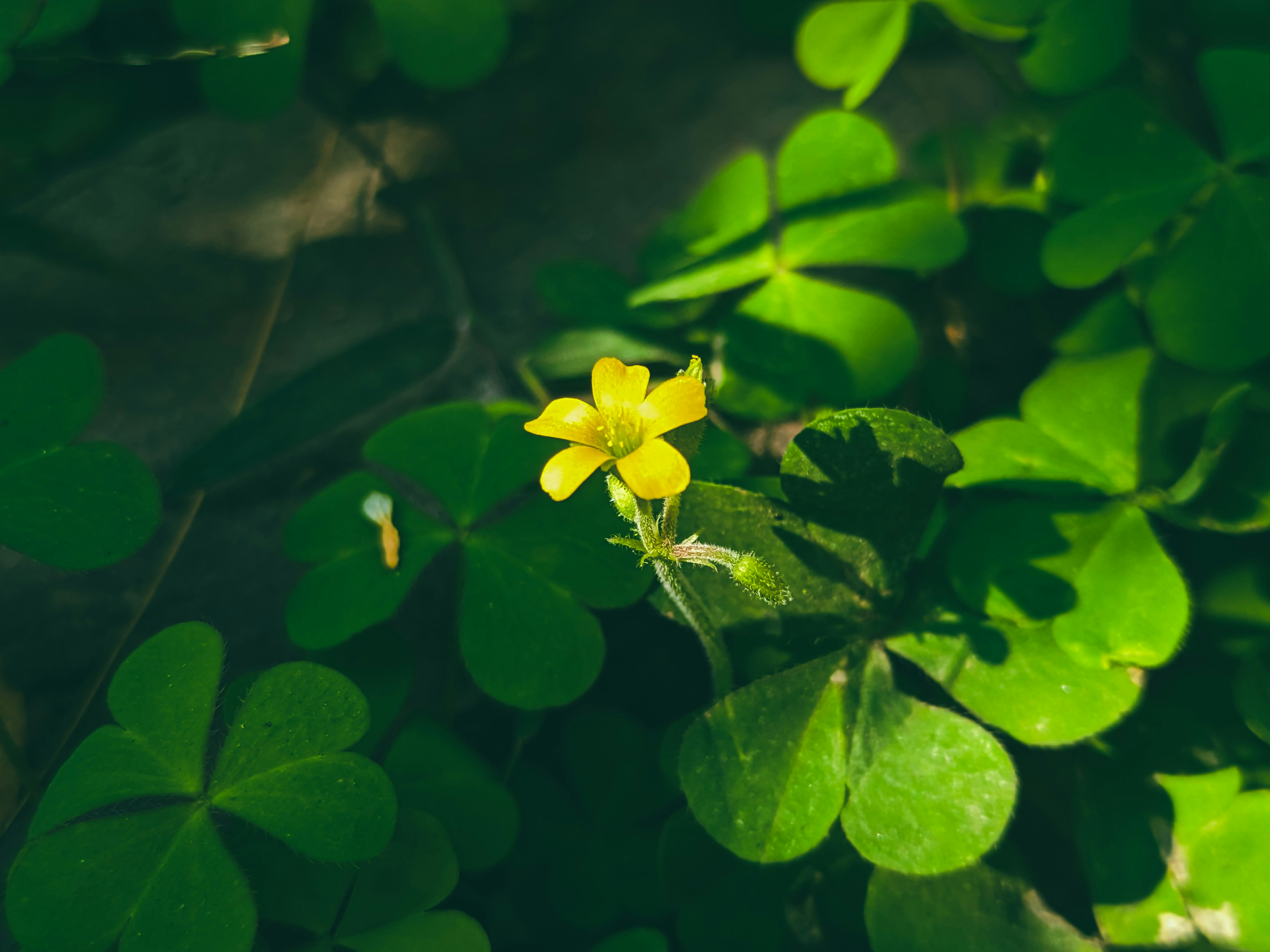 Photo by sujaypaulsp