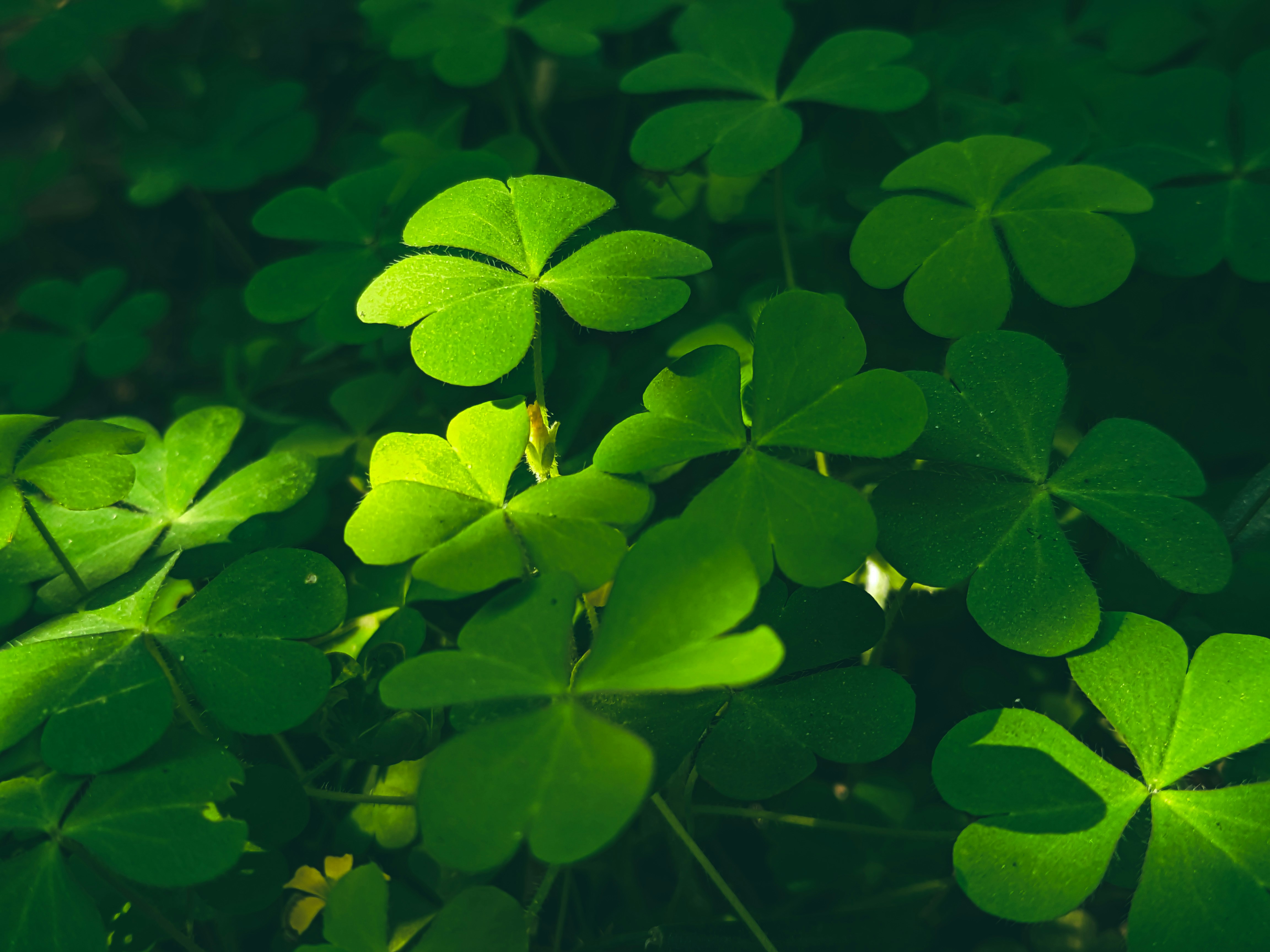 Photo by sujaypaulsp