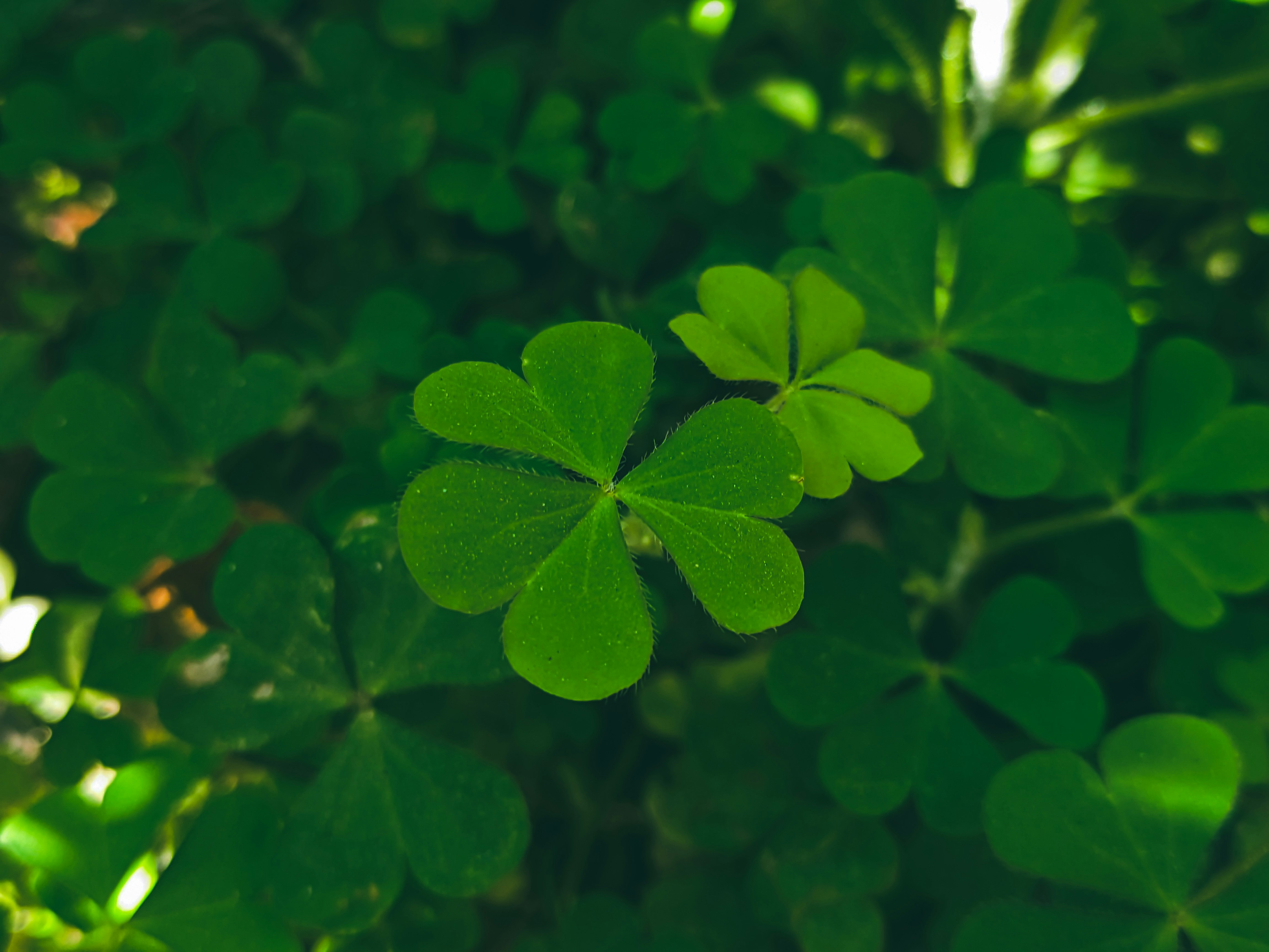 Photo by sujaypaulsp