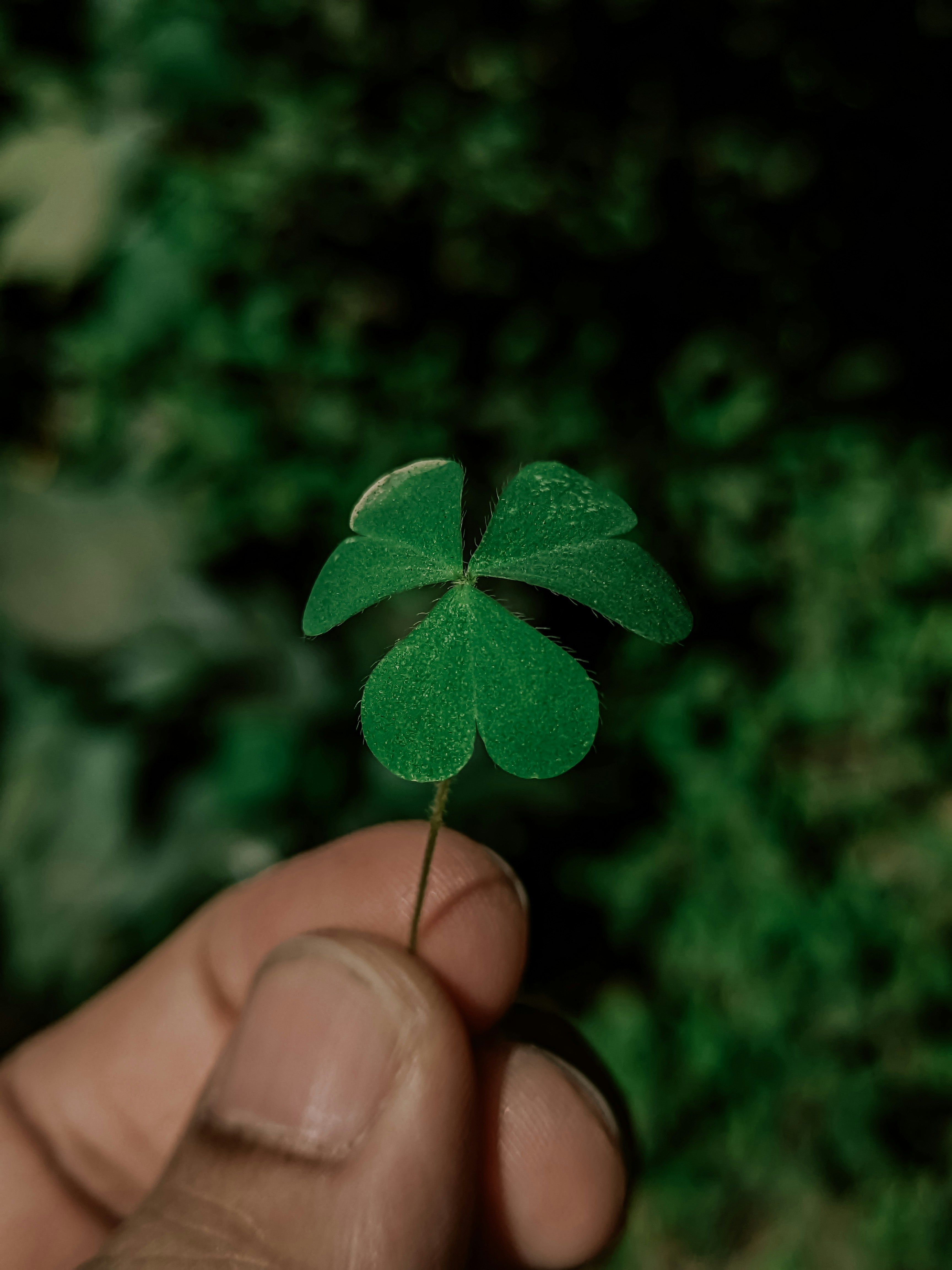 A hand holds a tiny clover leaf.