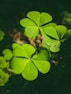 Bright green clovers in natural sunlight.