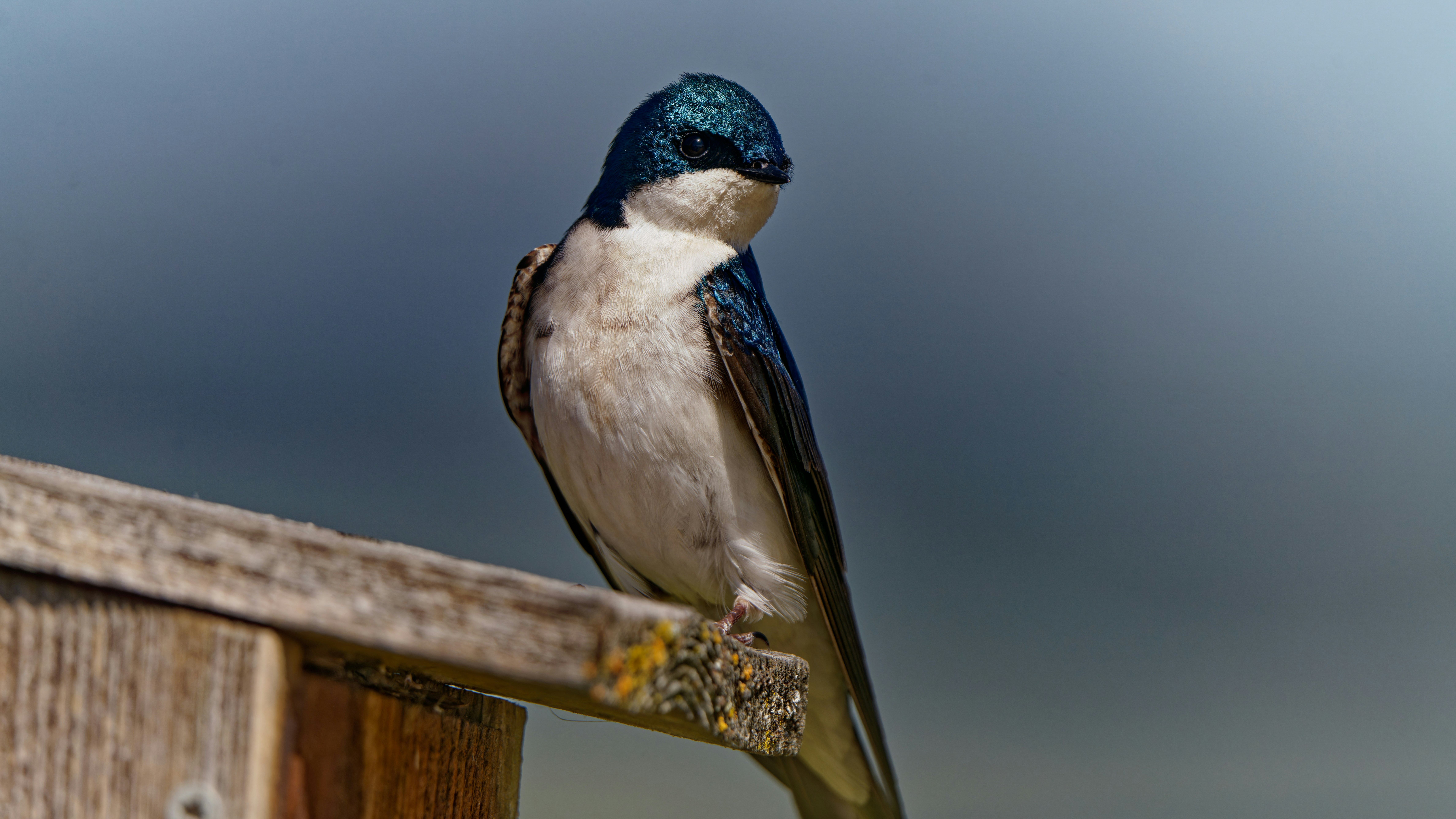 Photo by patrickbigelow_zoom_in